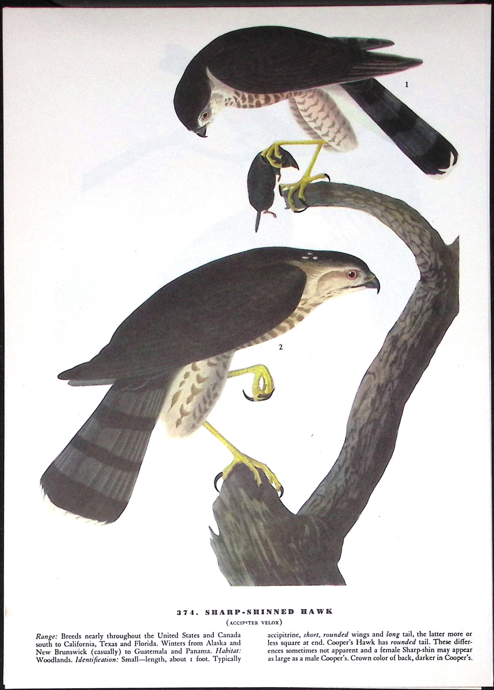 Job-Lot John James Audubon Birds of America 72-Year-Old Coloured Book Plates-25 - 5