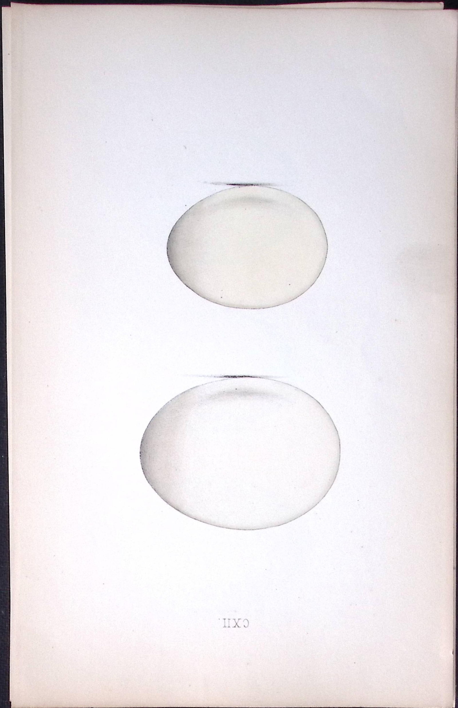 Shieldrake Duck -William Hewitson Antique Nests & Eggs of British Birds Print-38: Title: Shieldrake Duck -William Hewitson Antique Nests & Eggs of British Birds Print-38 Description: This Antique Print Was Removed From a 170 Years-Old Edition William Hewitson. Coloured