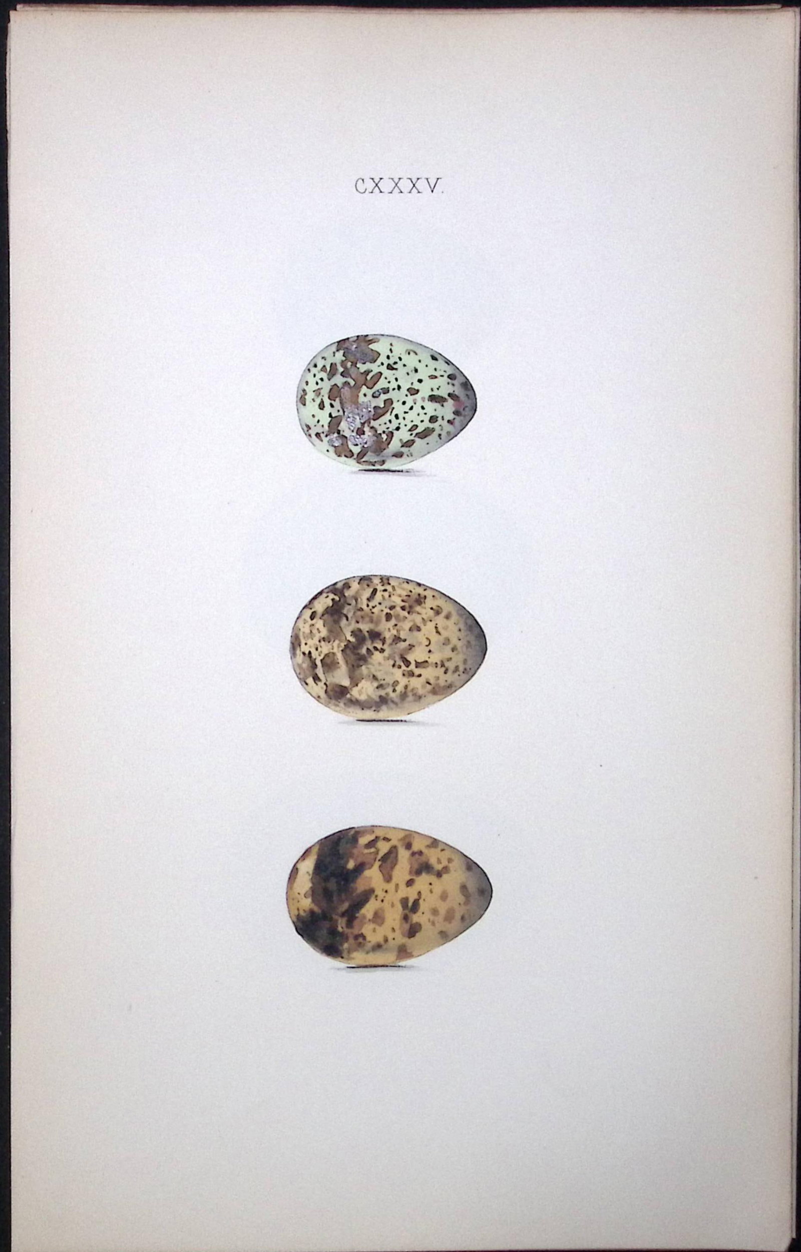 Black Tern Hewitson Antique Nests & Eggs of British Birds Print-105: Title: Black Tern Hewitson Antique Nests & Eggs of British Birds Print-105 Description: This Antique Print Was Removed From a 170 Years-Old Edition William Hewitson.