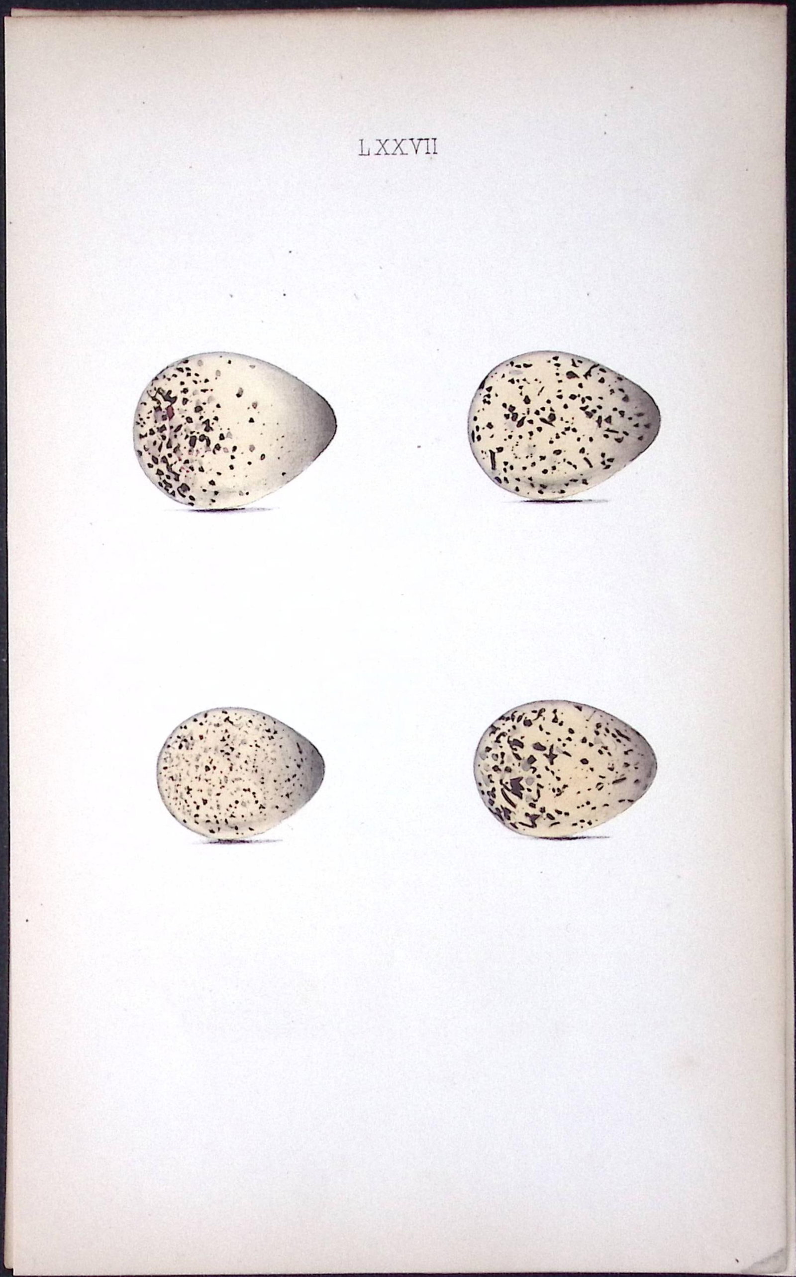 Ringed Plover -William Hewitson Antique Nests & Eggs of British Birds Print-77: Title: Ringed Plover -William Hewitson Antique Nests & Eggs of British Birds Print-77 Description: This Antique Print Was Removed From a 170 Years-Old Edition William Hewitson.