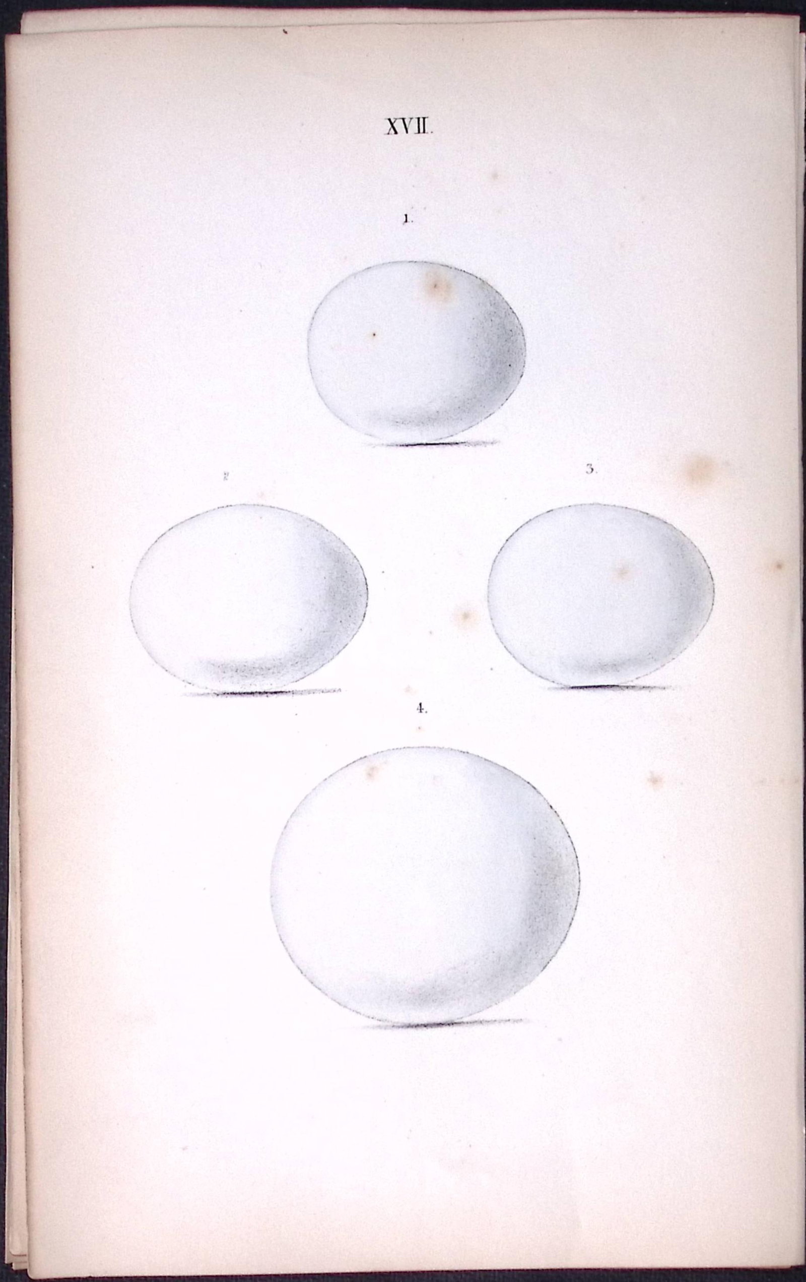 The Owl Family Breeds -William Hewitson Antique Nests & Eggs of British Birds Print-18 (1 of 1)