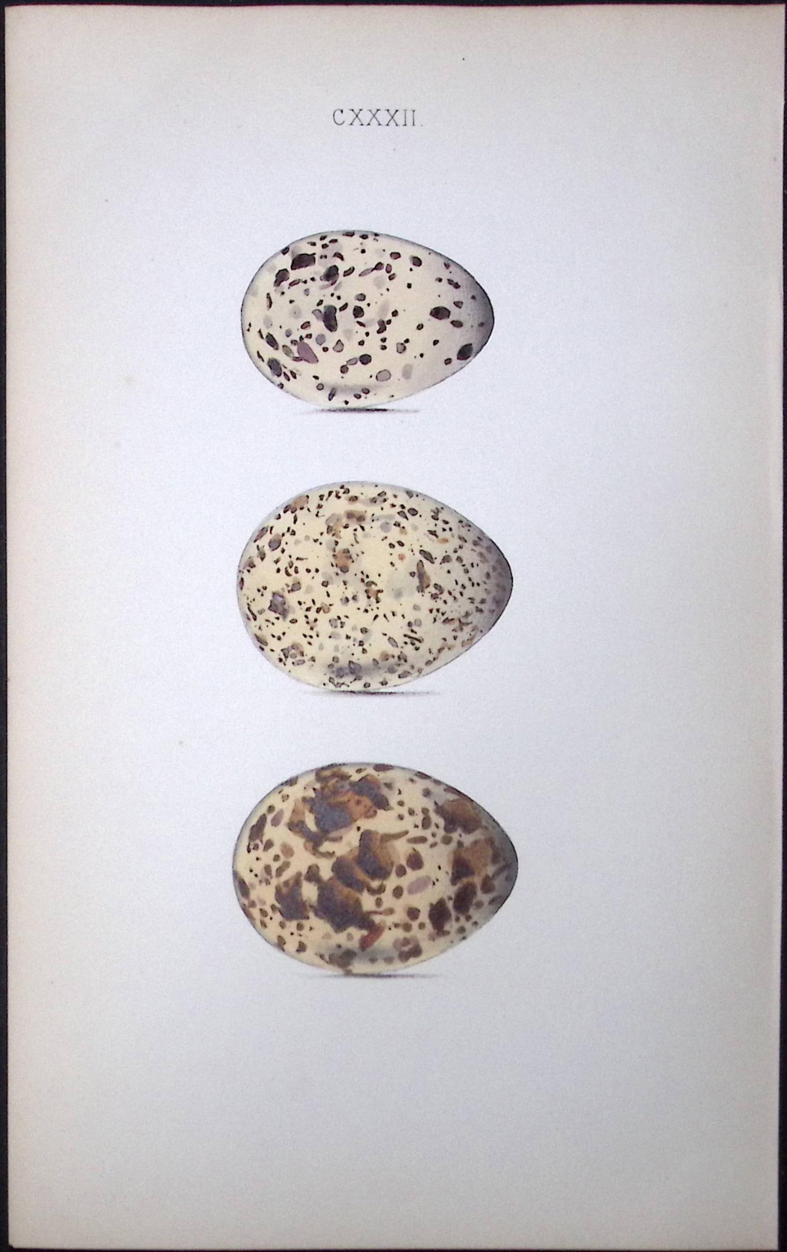 Roseate Tern Hewitson Antique Nests & Eggs of British Birds Print-108: Title: Roseate Tern Hewitson Antique Nests & Eggs of British Birds Print-108 Description: This Antique Print Was Removed From a 170 Years-Old Edition William Hewitson.