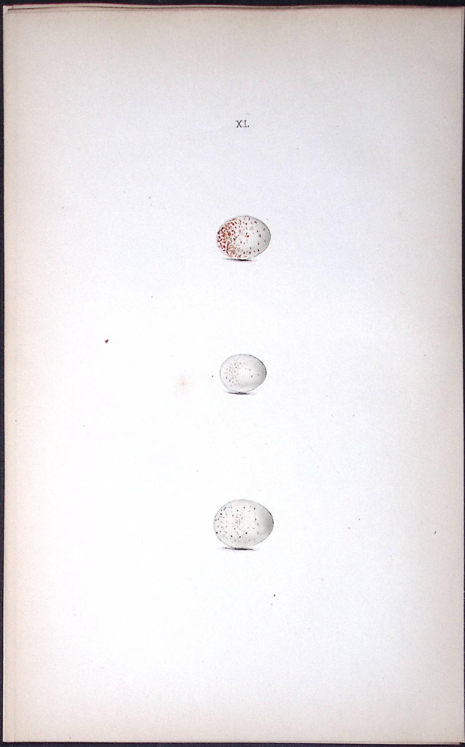 Marsh Titmouse William Hewitson Antique Nests & Eggs of British Birds Print-73: Title: Marsh Titmouse William Hewitson Antique Nests & Eggs of British Birds Print-73 Description: This Antique Print Was Removed From a 170 Years-Old Edition William Hewitson. Coloured