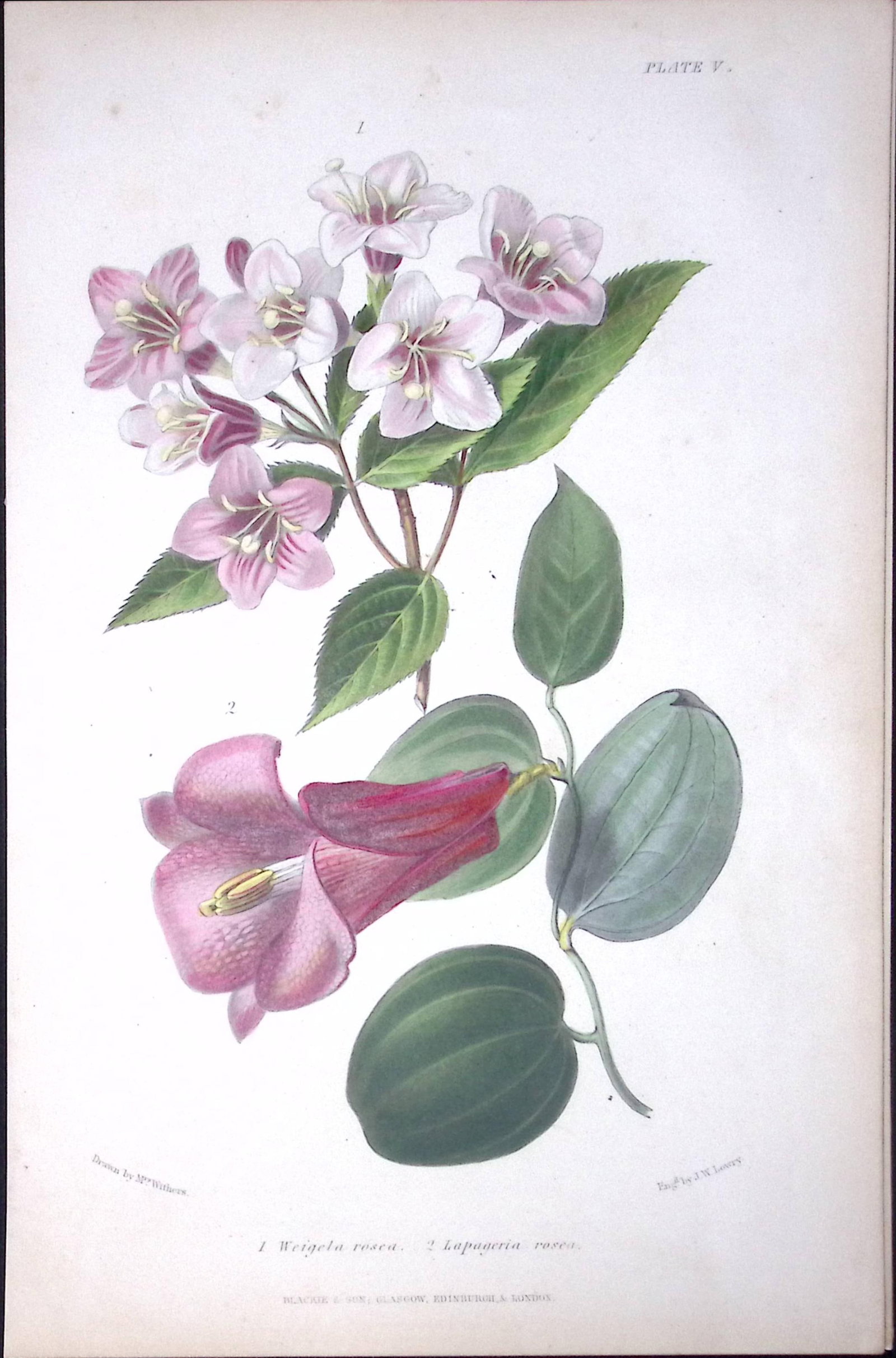 Weigela & Lapageria Rosea Antique Robert Thompson Hand Coloured Print-5: Title: Weigela & Lapageria Rosea Antique Robert Thompson Hand Coloured Print-5 Description: This Illustration Was Removed from a Robert Thompson 1859 Antique Edition the Gardener Assistant.