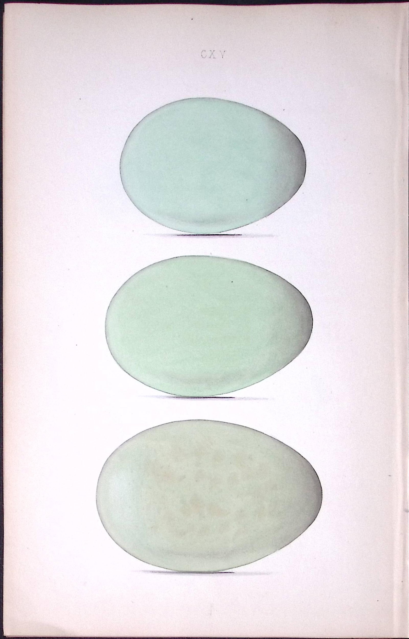 Elder, Wild, King, Duck -William Hewitson Antique Nests & Eggs of British Birds Print-36: Title: Elder, Wild, King, Duck -William Hewitson Antique Nests & Eggs of British Birds Print-36 Description: This Antique Print Was Removed From a 170 Years-Old Edition William Hewitson. 