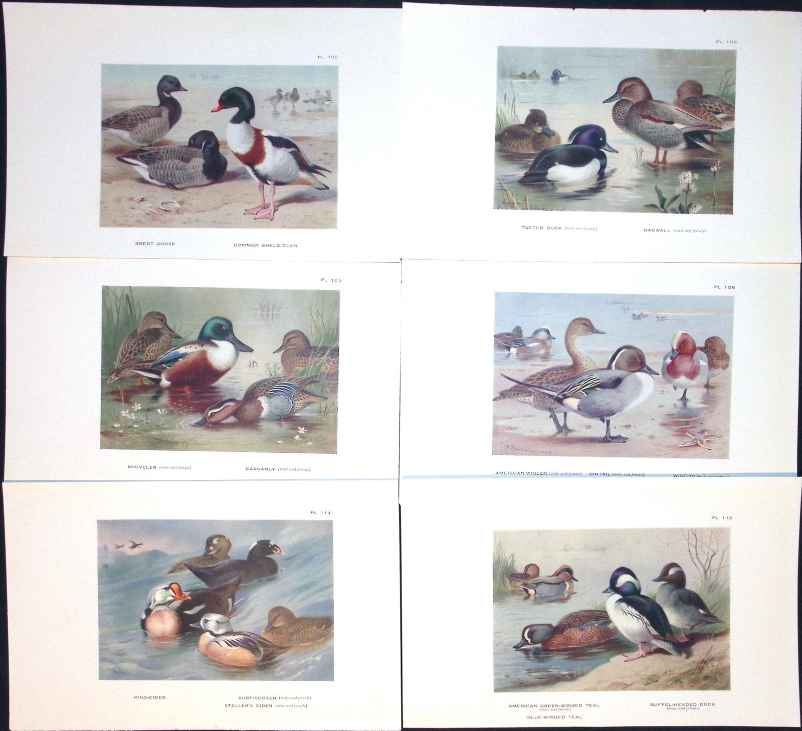 Job-Lot 15 Species Duck & Goose Archibald Thorburn Antique Bird Prints-4. (1 of 3)