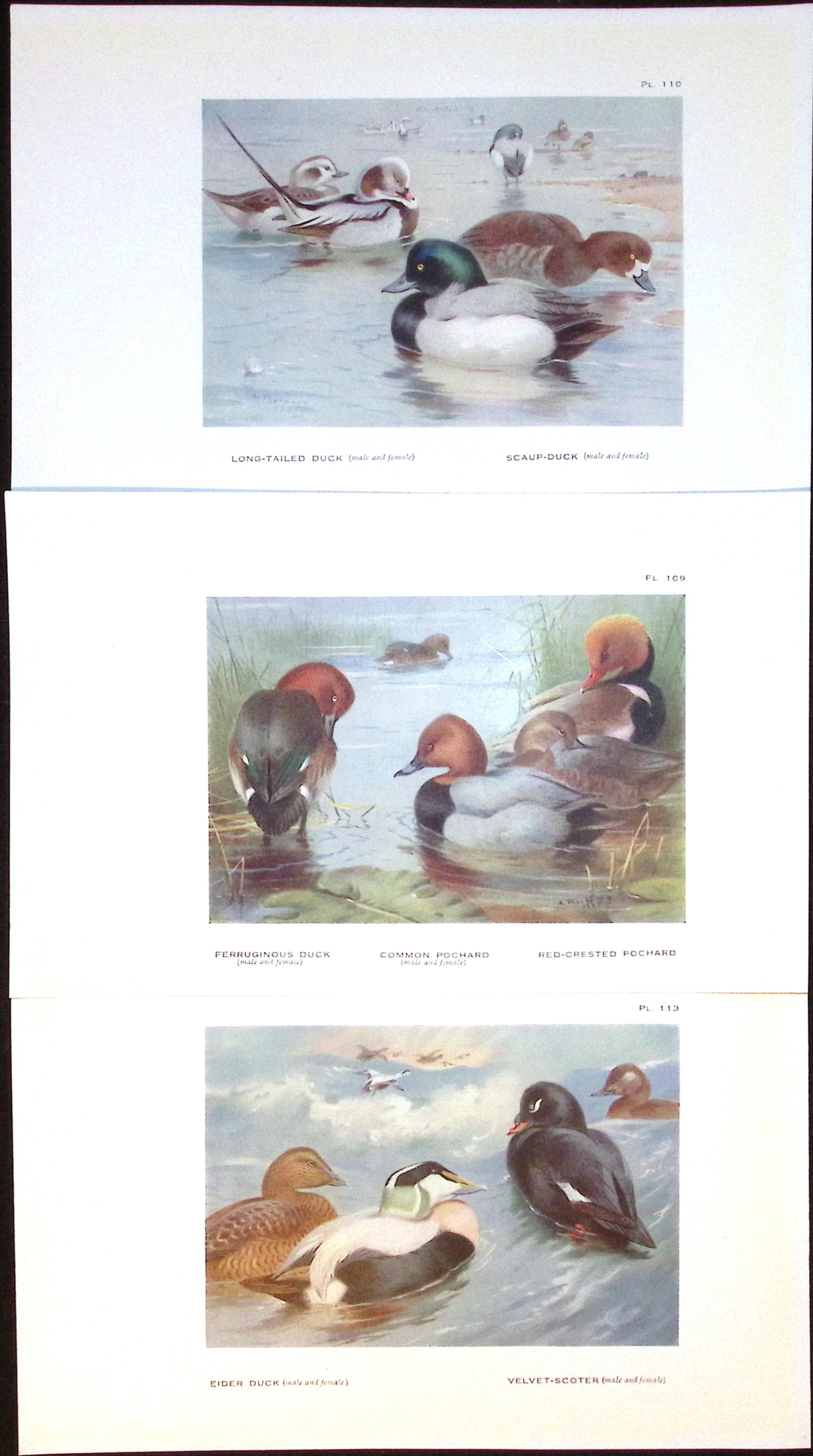 Job-Lot 15 Species Duck & Goose Archibald Thorburn Antique Bird Prints-4. - 3