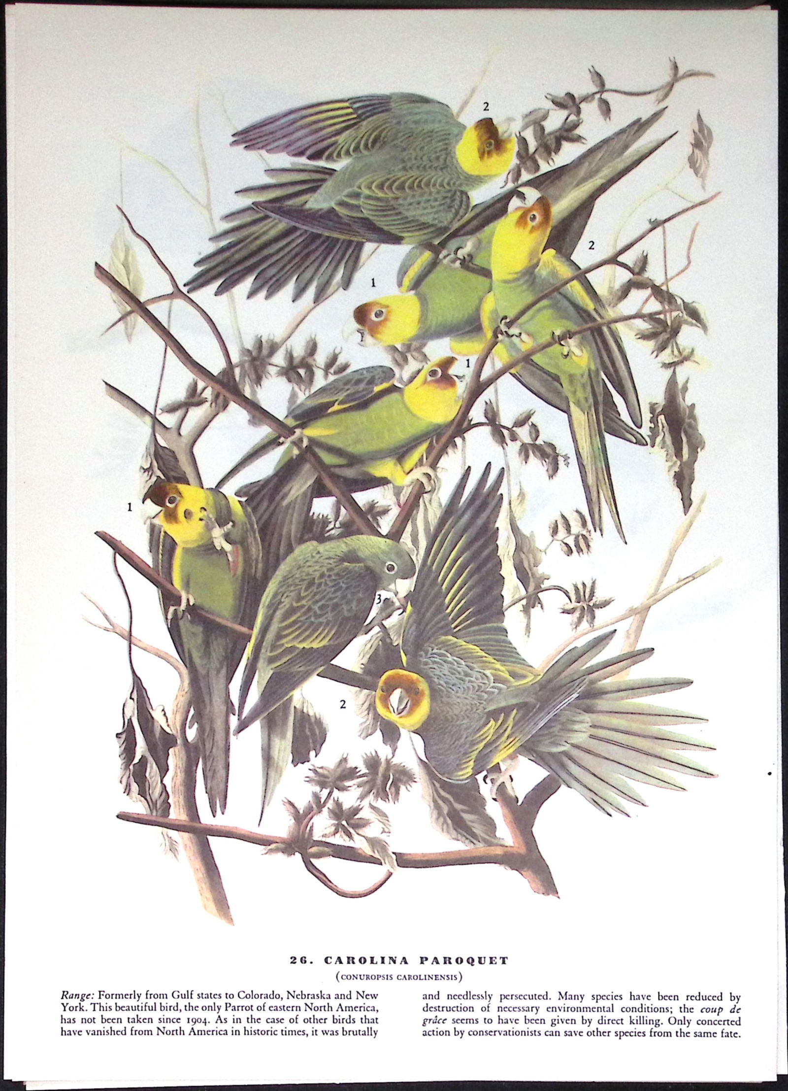 Job-Lot John James Audubon Birds of America 72-Year-Old Coloured Book Plates-30 - 2