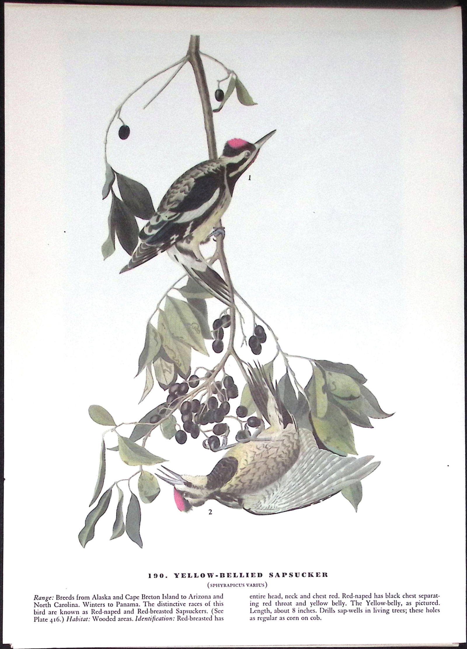 Job-Lot John James Audubon Birds of America 72-Year-Old Coloured Book Plates-30 - 3