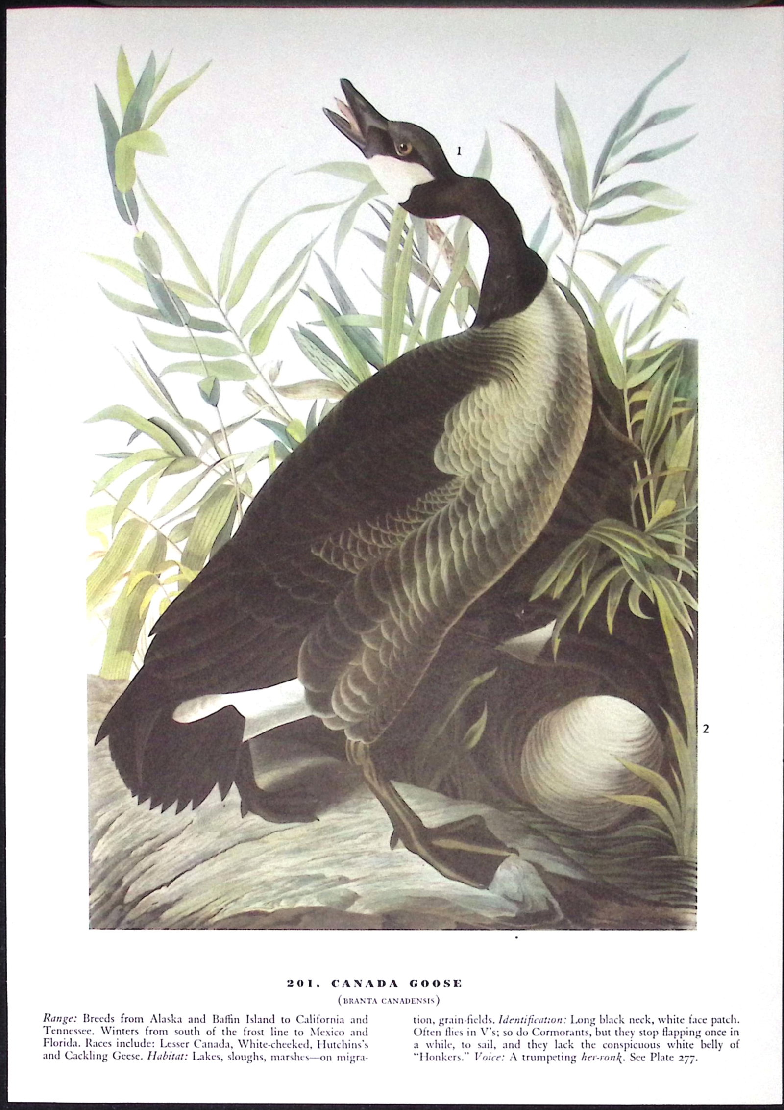 Job-Lot John James Audubon Birds of America 72-Year-Old Coloured Book Plates-30 - 5