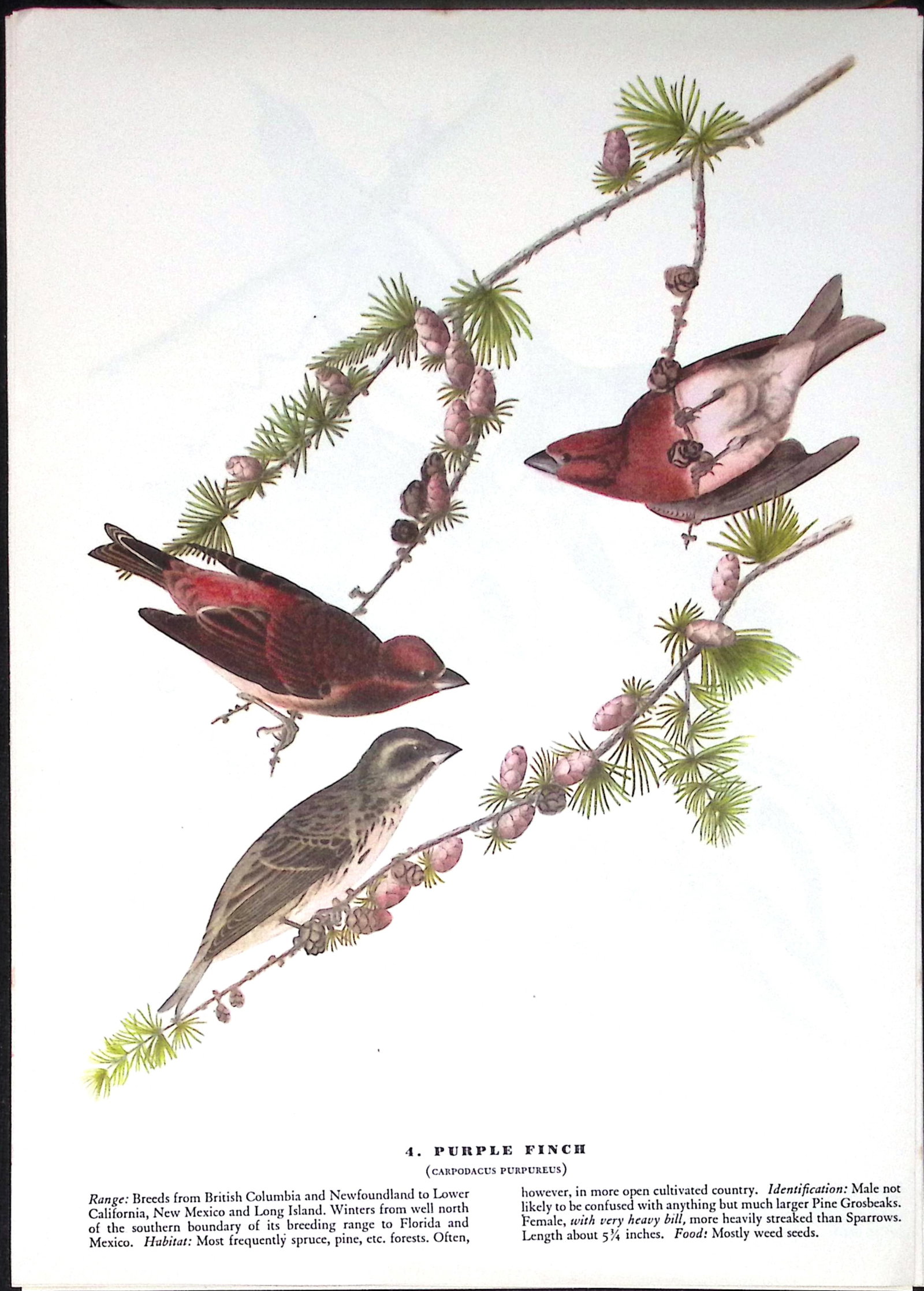 Job-Lot John James Audubon Birds of America 72-Year-Old Coloured Book Plates-30 - 6