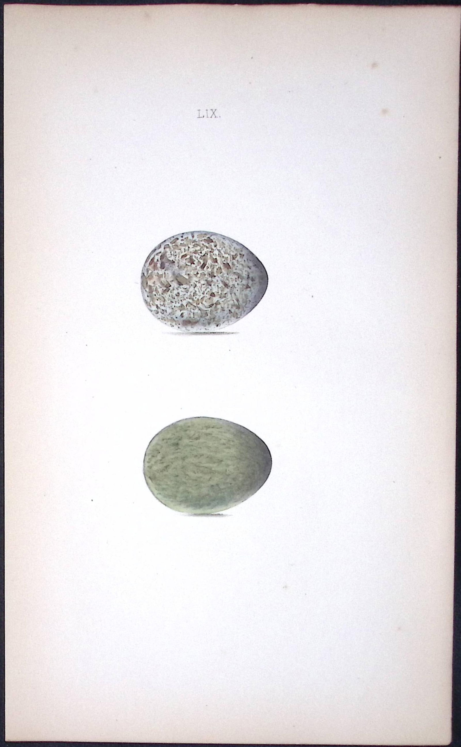 Hooded Crow William Hewitson Antique Nests & Eggs of British Birds Print-54 (1 of 1)