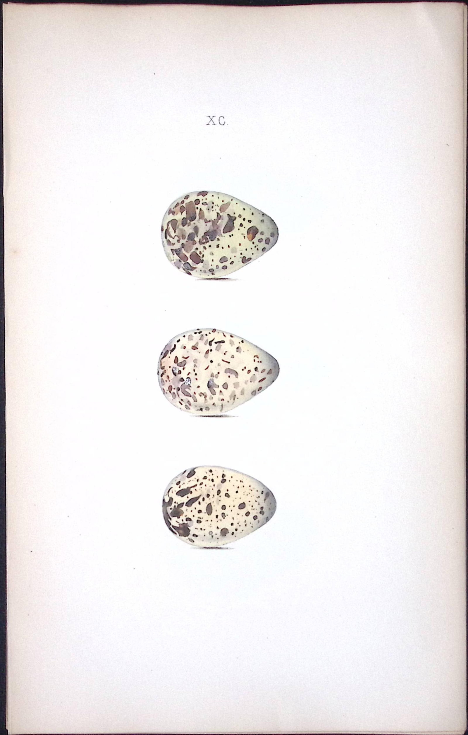Wood Sandpiper -William Hewitson Antique Nests & Eggs of British Birds Print-83: Title: Wood Sandpiper -William Hewitson Antique Nests & Eggs of British Birds Print-83 Description: This Antique Print Was Removed From a 170 Years-Old Edition William Hewitson.<