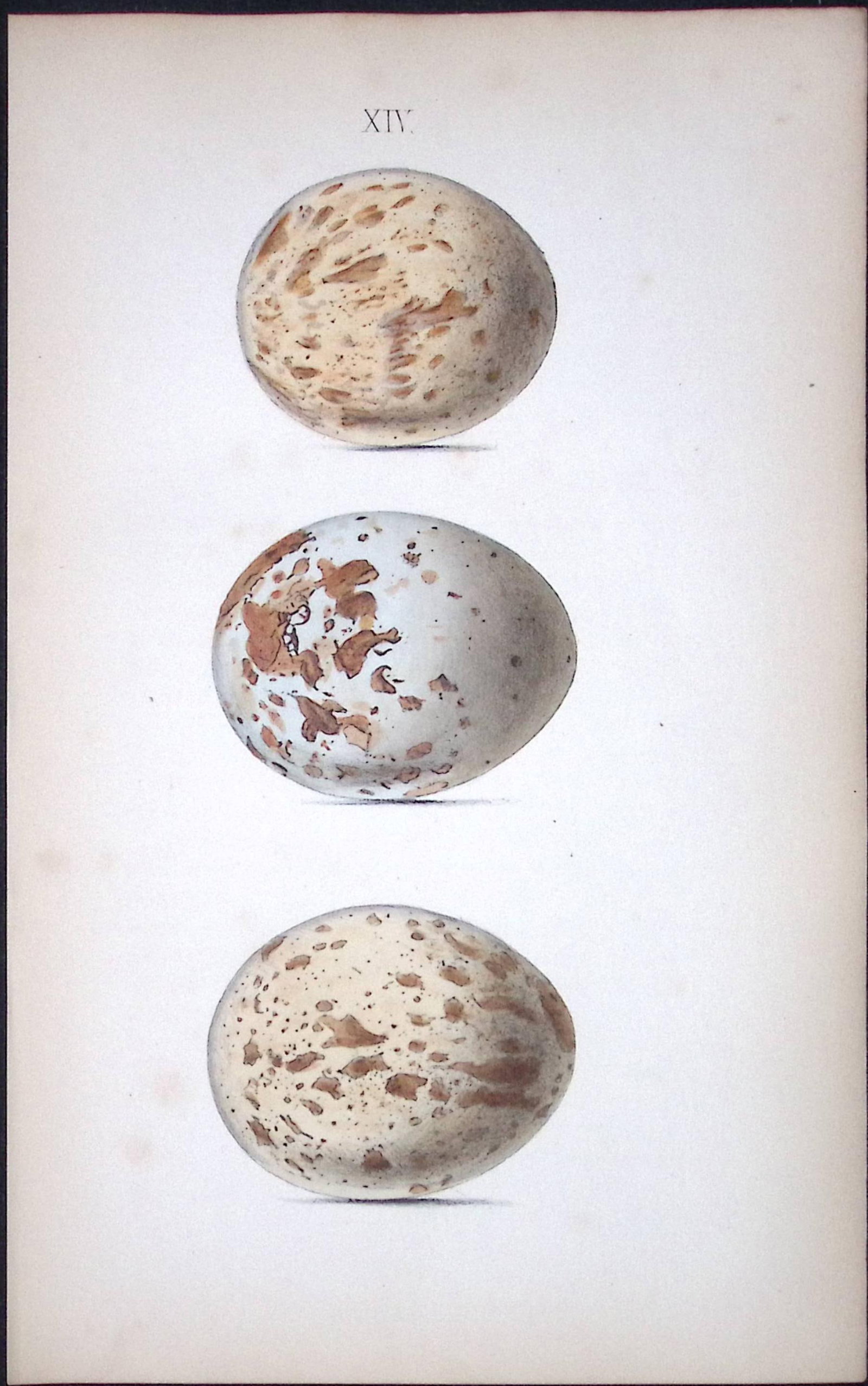 Common Buzzard -William Hewitson Antique Nests & Eggs of British Birds Print-14 (1 of 1)