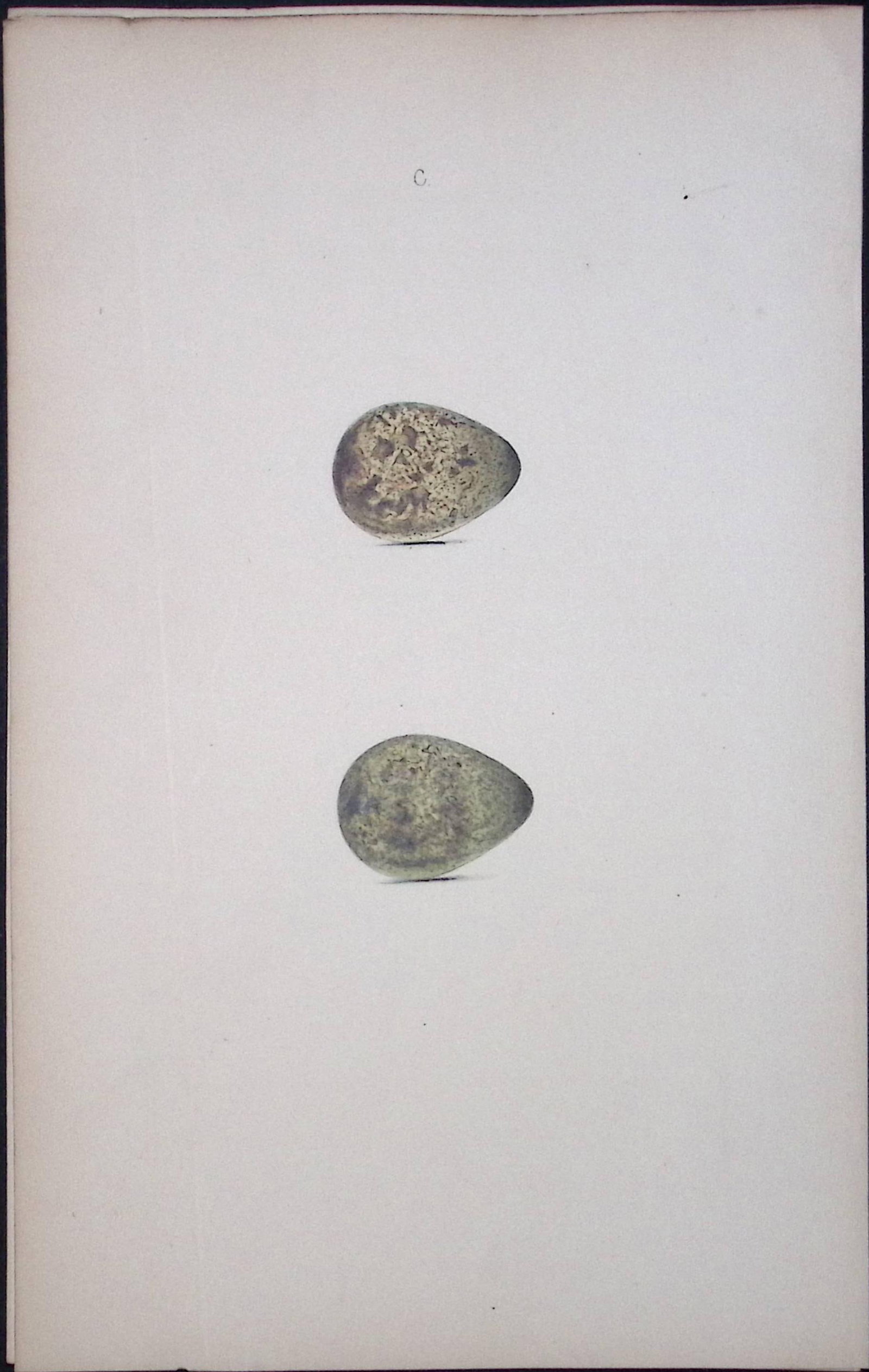 Broad Billed Sandpiper -William Hewitson Antique Nests & Eggs of British Birds Print-91 (1 of 1)