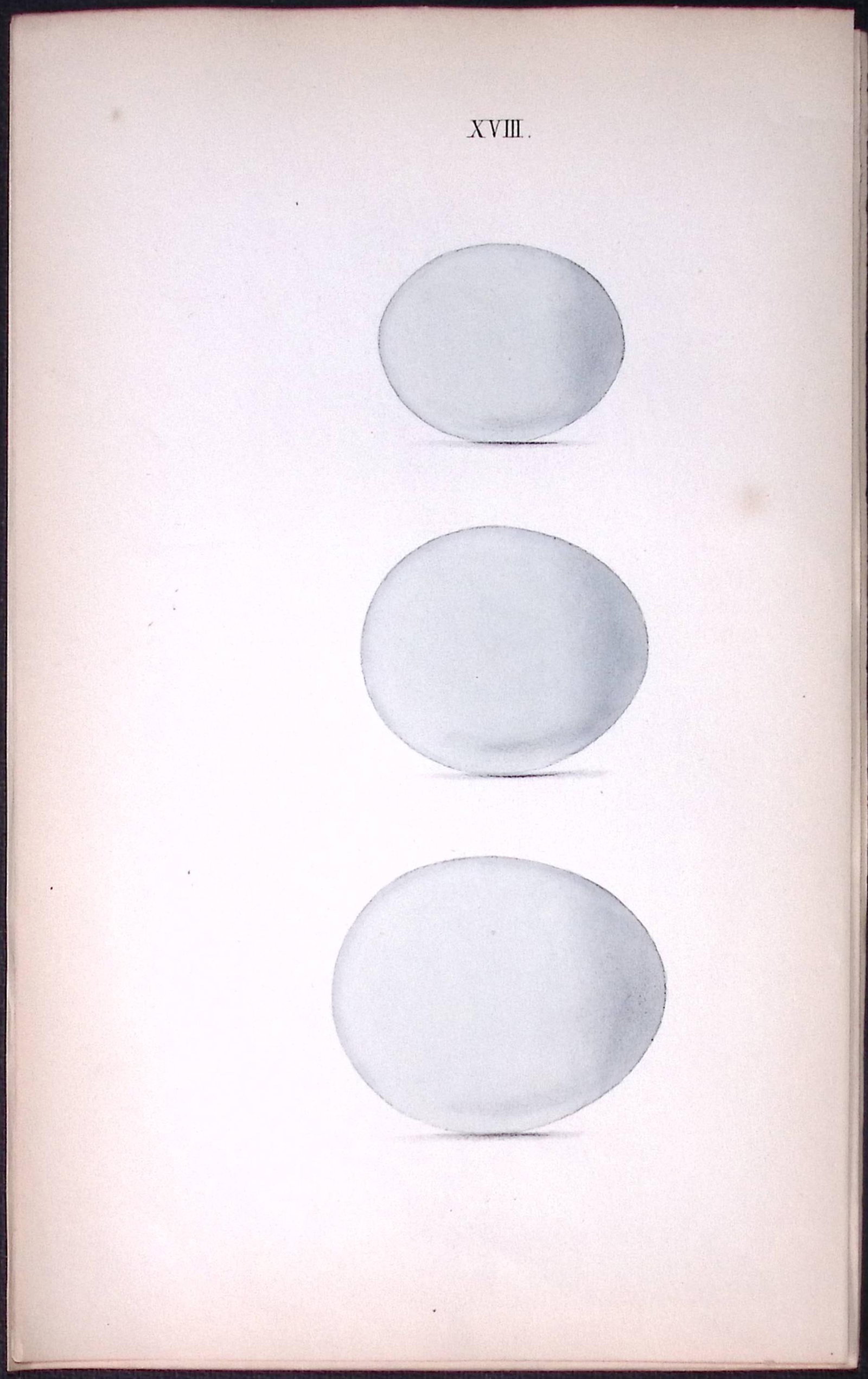 Snowy, Tawny, Wood Owl -William Hewitson Antique Nests & Eggs of British Birds Print-17: Title: Snowy, Tawny, Wood Owl -William Hewitson Antique Nests & Eggs of British Birds Print-17 Description: This Antique Print Was Removed From a 170 Years-Old Edition William Hewitson. 