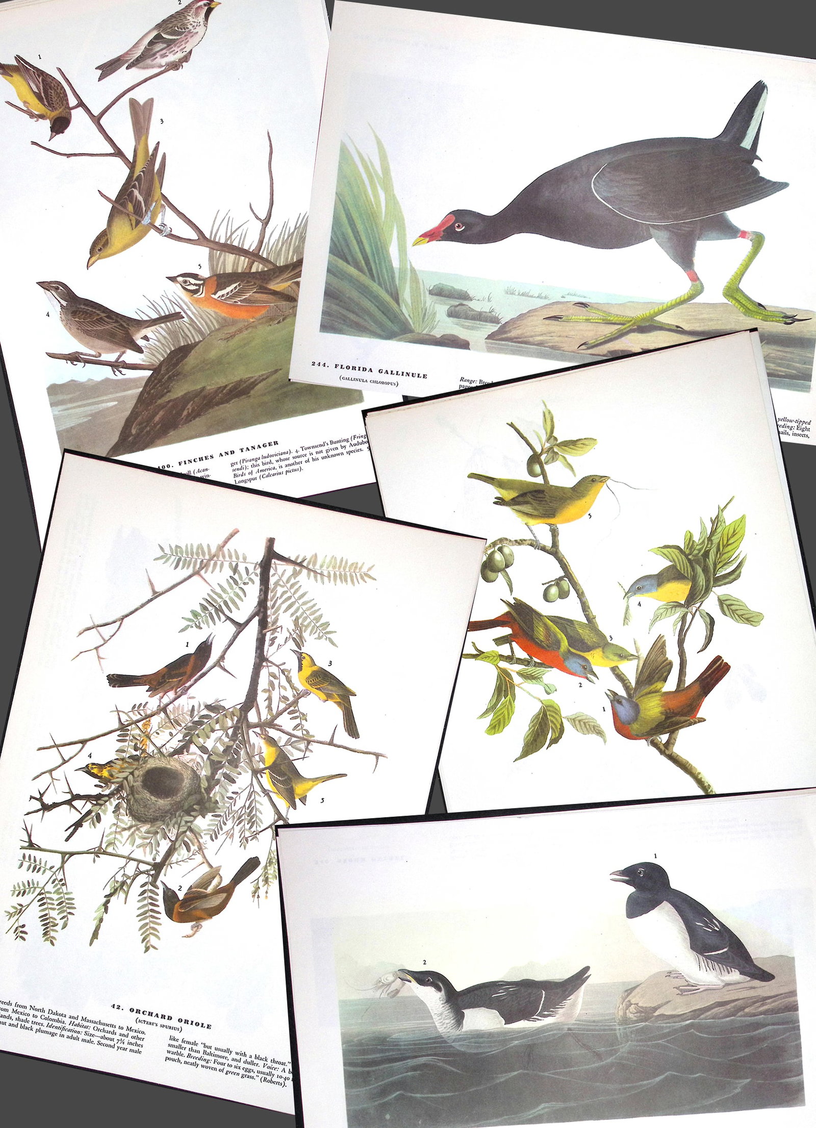 Job-Lot John James Audubon Birds of America 72-Year-Old Coloured Book Plates-12: Title: Job-Lot John James Audubon Birds of America 72-Year-Old Coloured Book Plates-12 Description: This Collection of 5 Double-Sided Vintage Prints Has Been Removed from an&nb