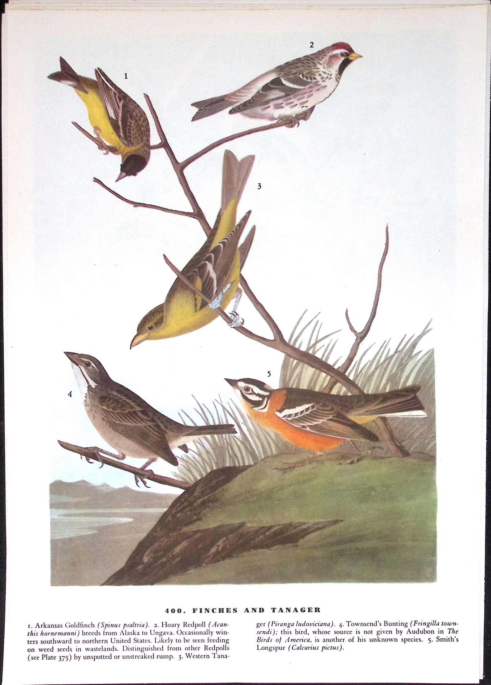 Job-Lot John James Audubon Birds of America 72-Year-Old Coloured Book Plates-12 - 2