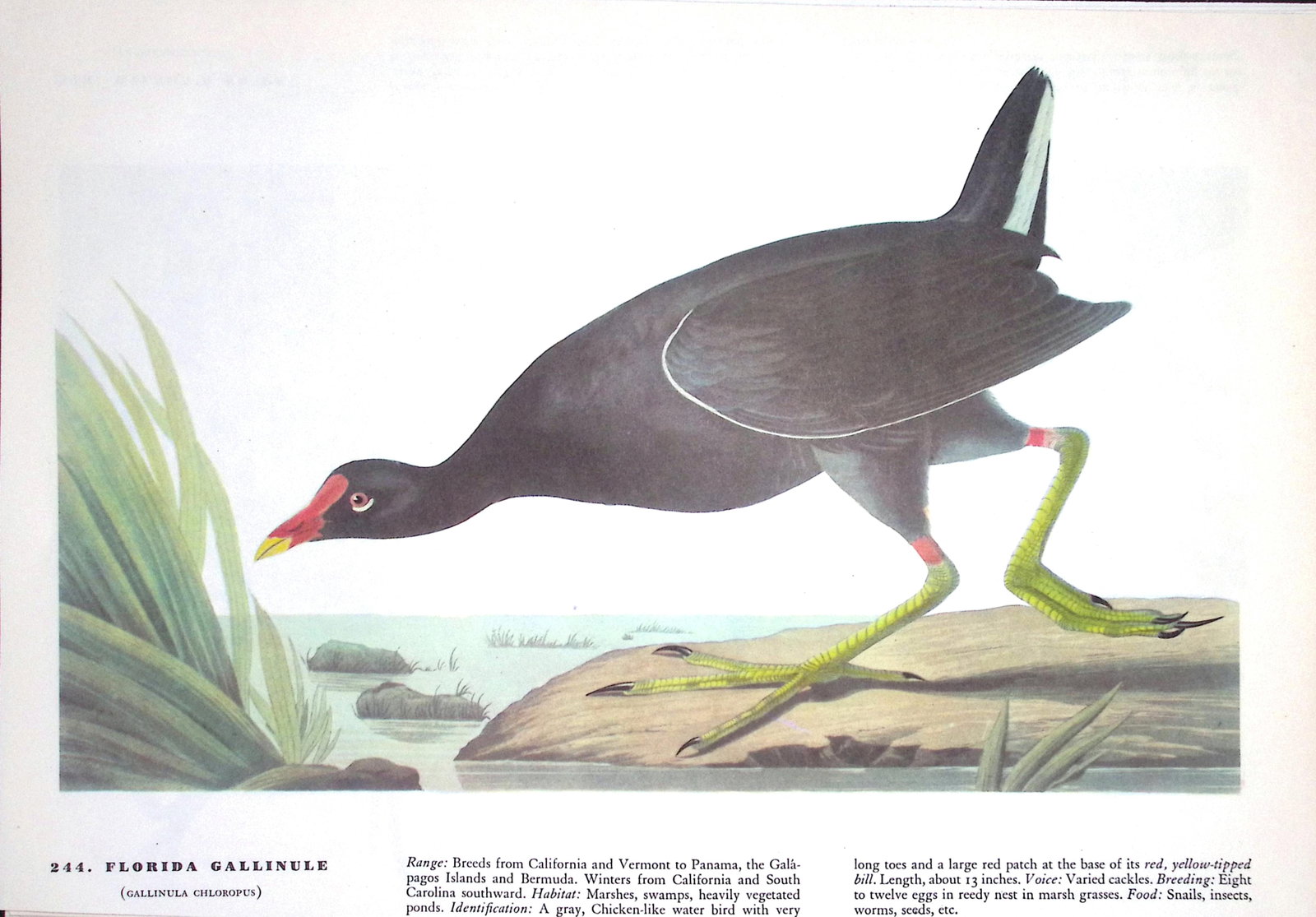 Job-Lot John James Audubon Birds of America 72-Year-Old Coloured Book Plates-12 - 3