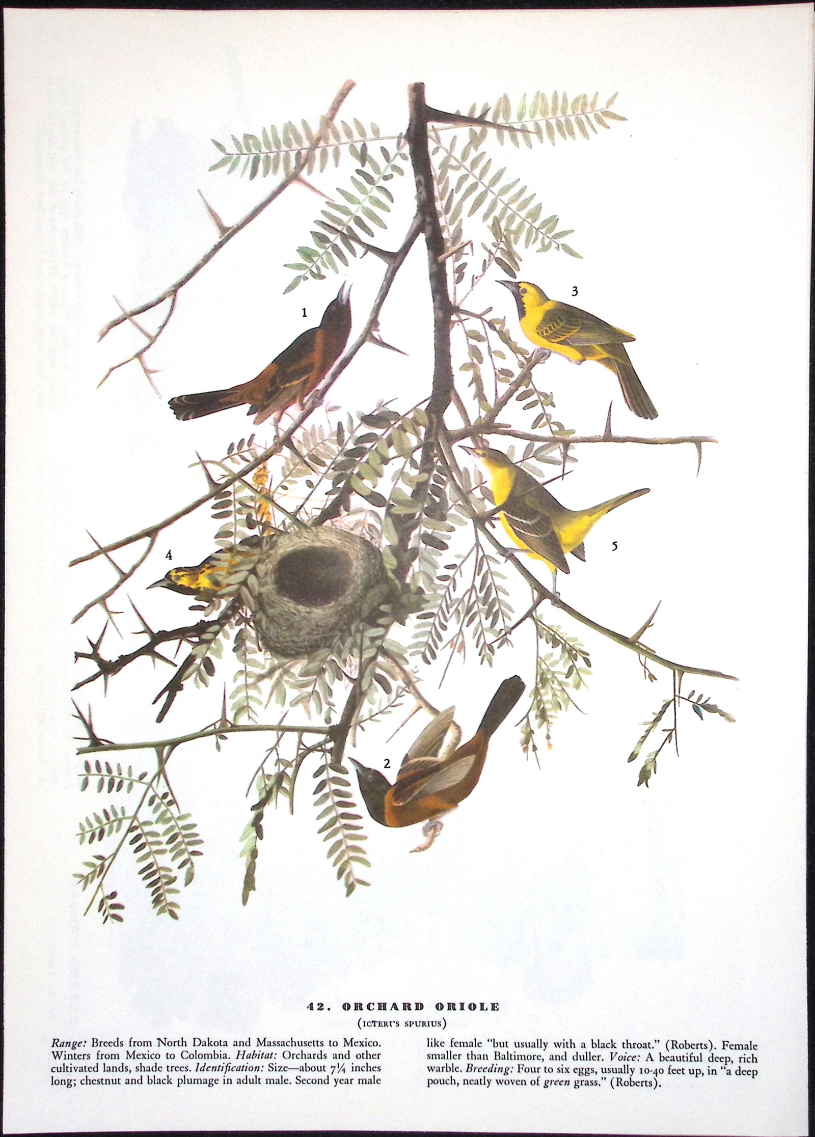 Job-Lot John James Audubon Birds of America 72-Year-Old Coloured Book Plates-12 - 5