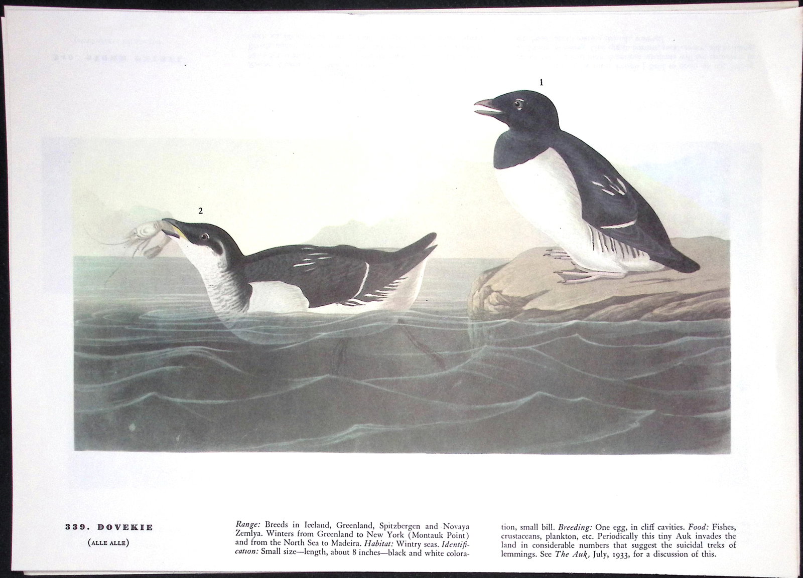 Job-Lot John James Audubon Birds of America 72-Year-Old Coloured Book Plates-12 - 6