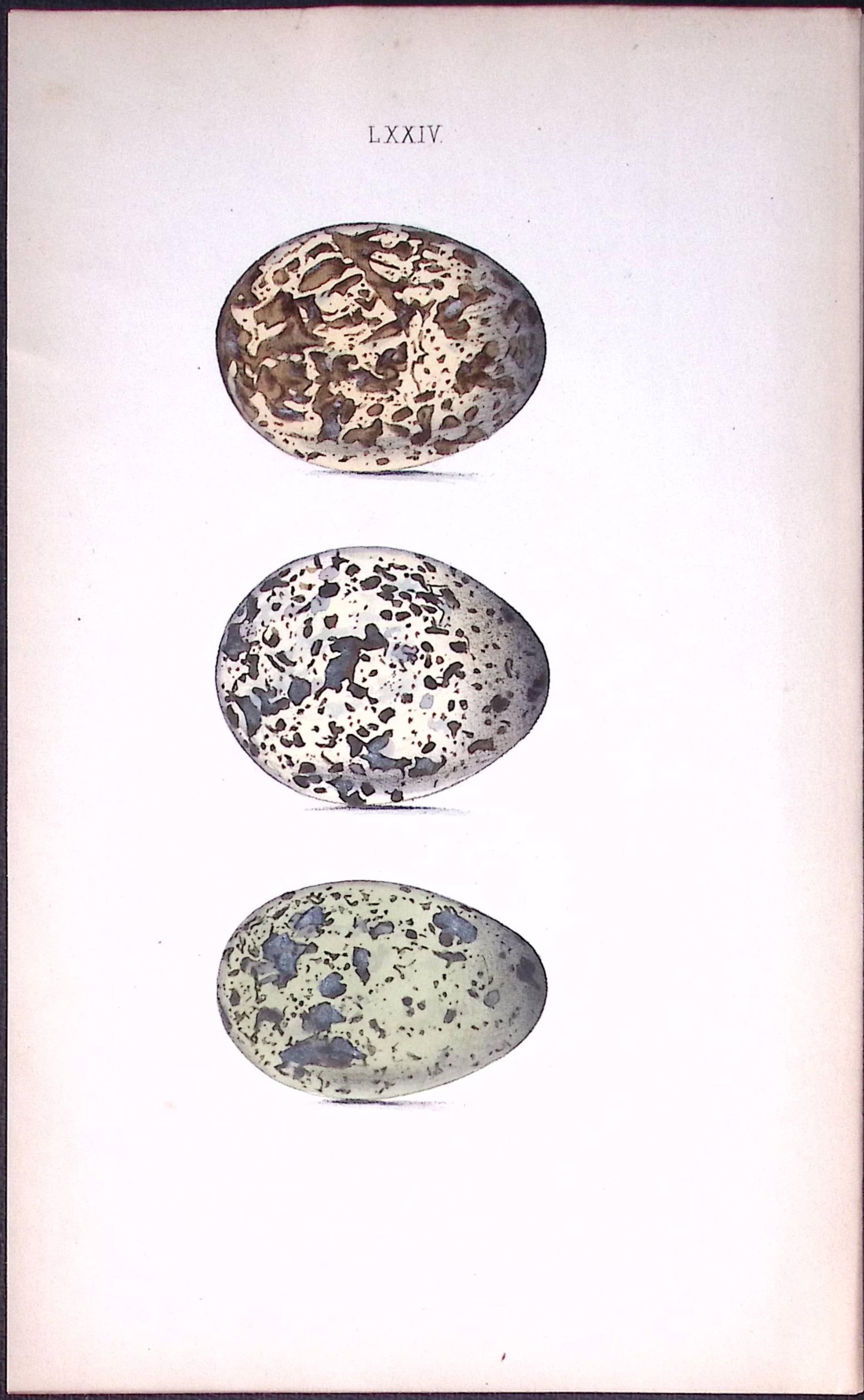 Norfolk Plovers-William Hewitson Antique Nests & Eggs of British Birds Print-43 (1 of 1)
