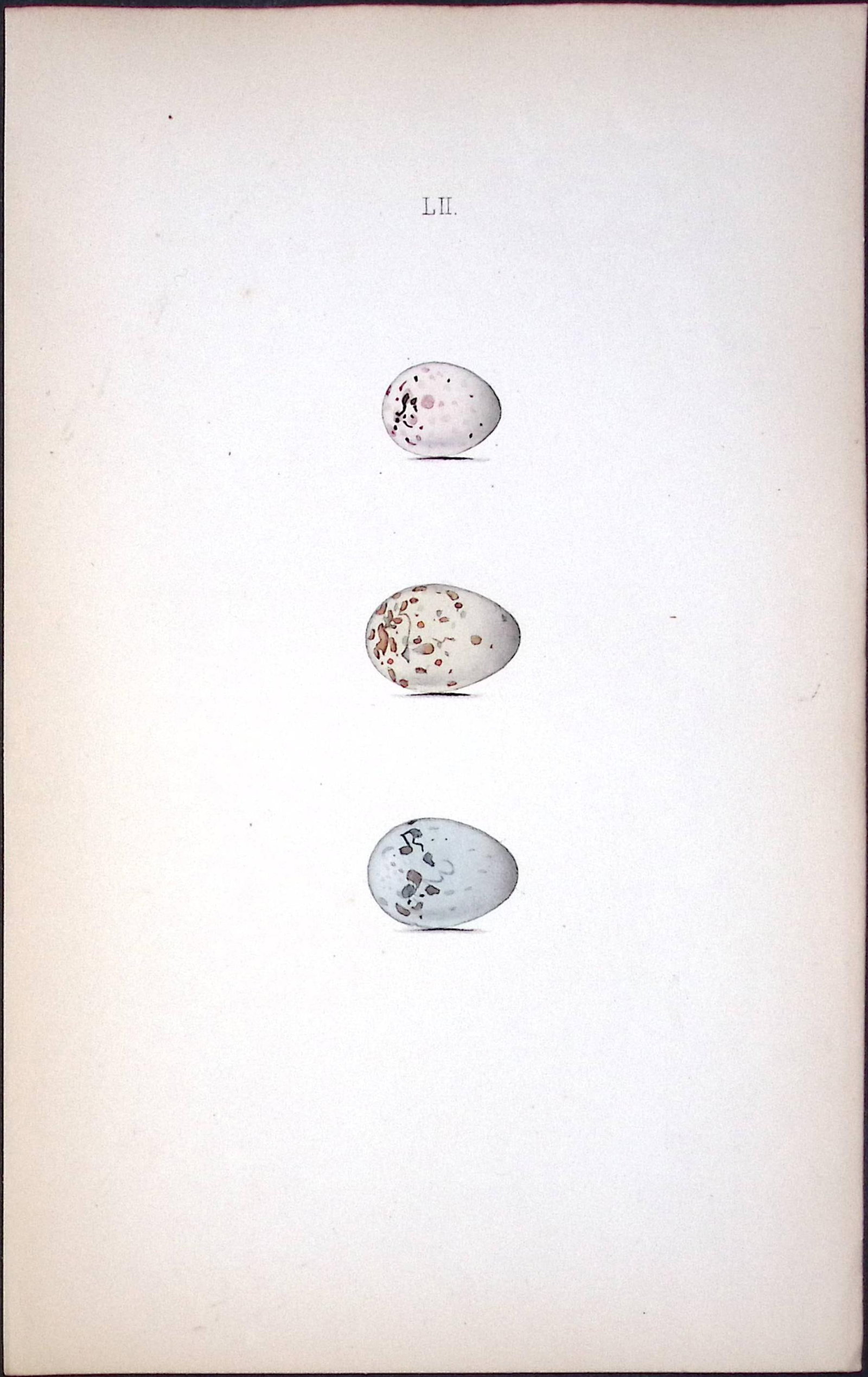 Green Linnet Family Species William Hewitson Antique Nests & Eggs of British Birds Print-61: Title: Green Linnet Family Species William Hewitson Antique Nests & Eggs of British Birds Print-61 Description: This Antique Print Was Removed From a 170 Years-Old Edition William Hewitson. 