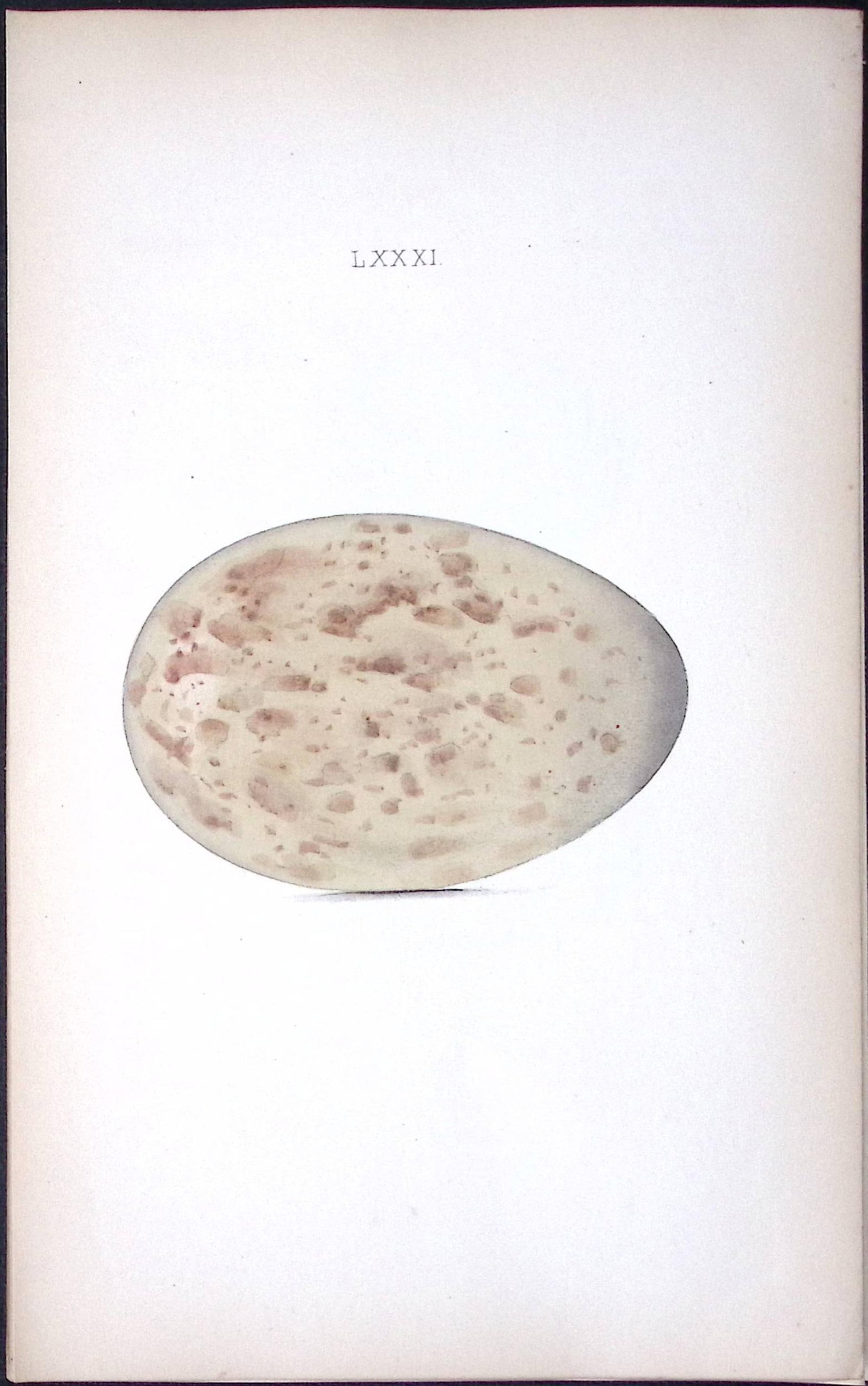 Crane -William Hewitson Antique Nests & Eggs of British Birds Print-79 (1 of 1)