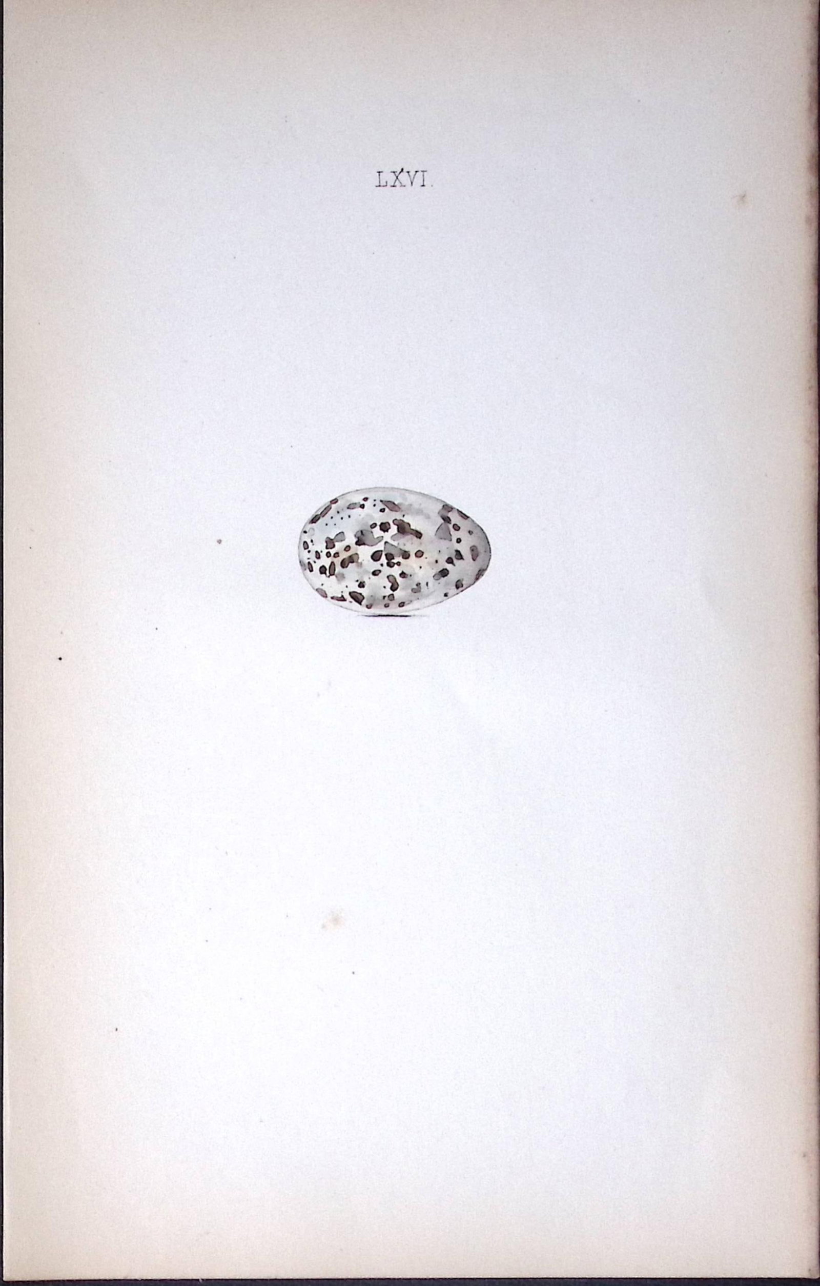 Nightjar-William Hewitson Antique Nests & Eggs of British Birds Print-51: Title: Nightjar-William Hewitson Antique Nests & Eggs of British Birds Print-51 Description: This Antique Print Was Removed From a 170 Years-Old Edition William Hewitson. Coloured