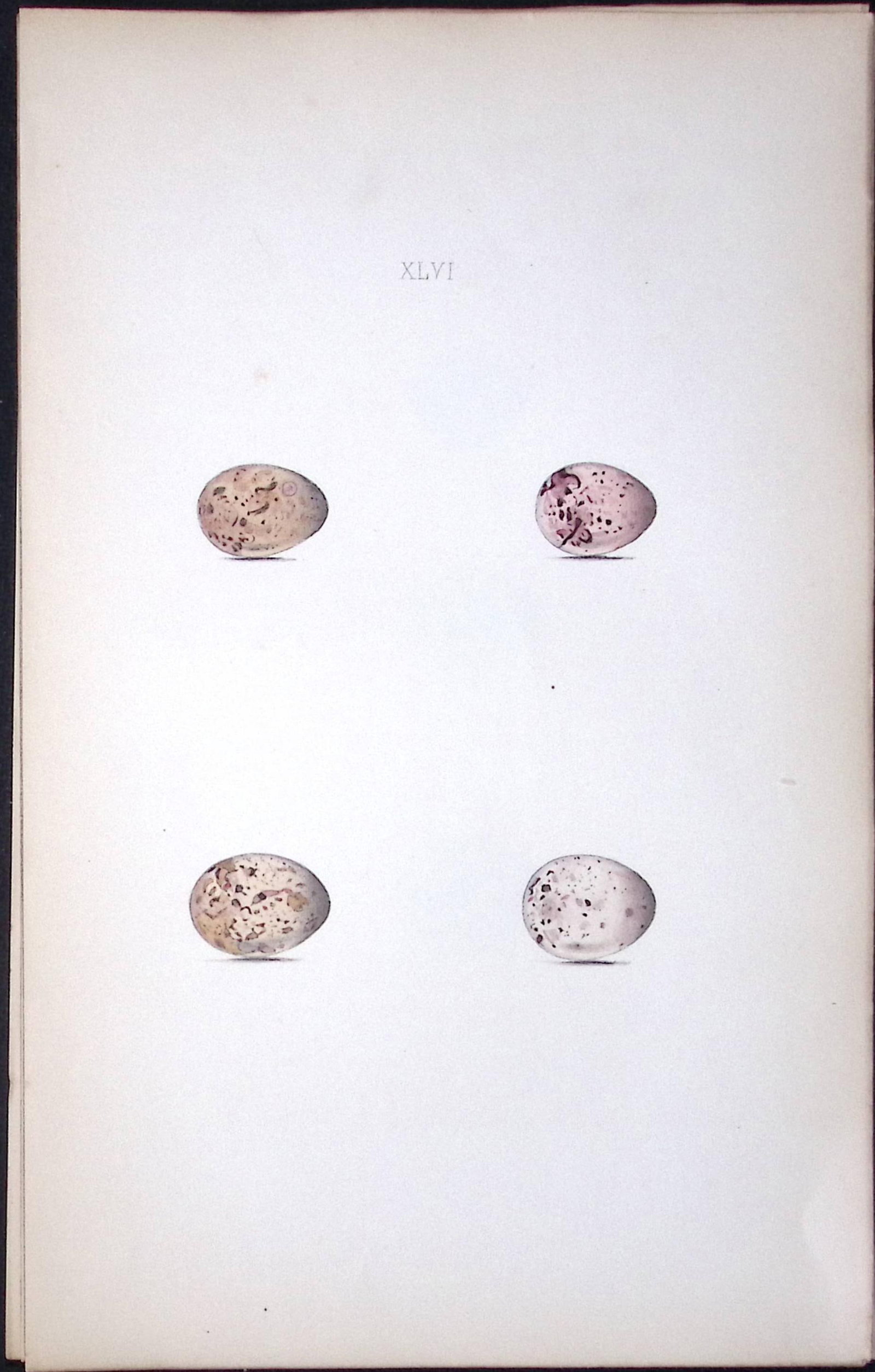 Lapland Bunting William Hewitson Antique Nests & Eggs of British Birds Print-68: Title: Lapland Bunting William Hewitson Antique Nests & Eggs of British Birds Print-68 Description: This Antique Print Was Removed From a 170 Years-Old Edition William Hewitson. Coloured