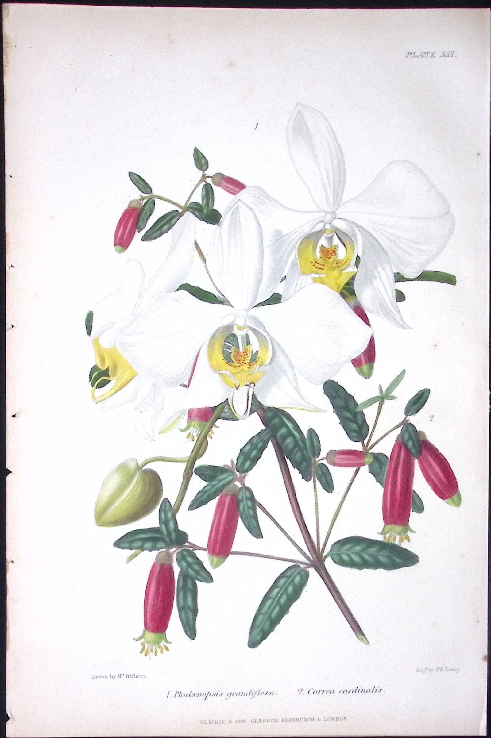 Phalaenopsis Orchids Antique Robert Thompson Hand Coloured Print-11 (1 of 2)