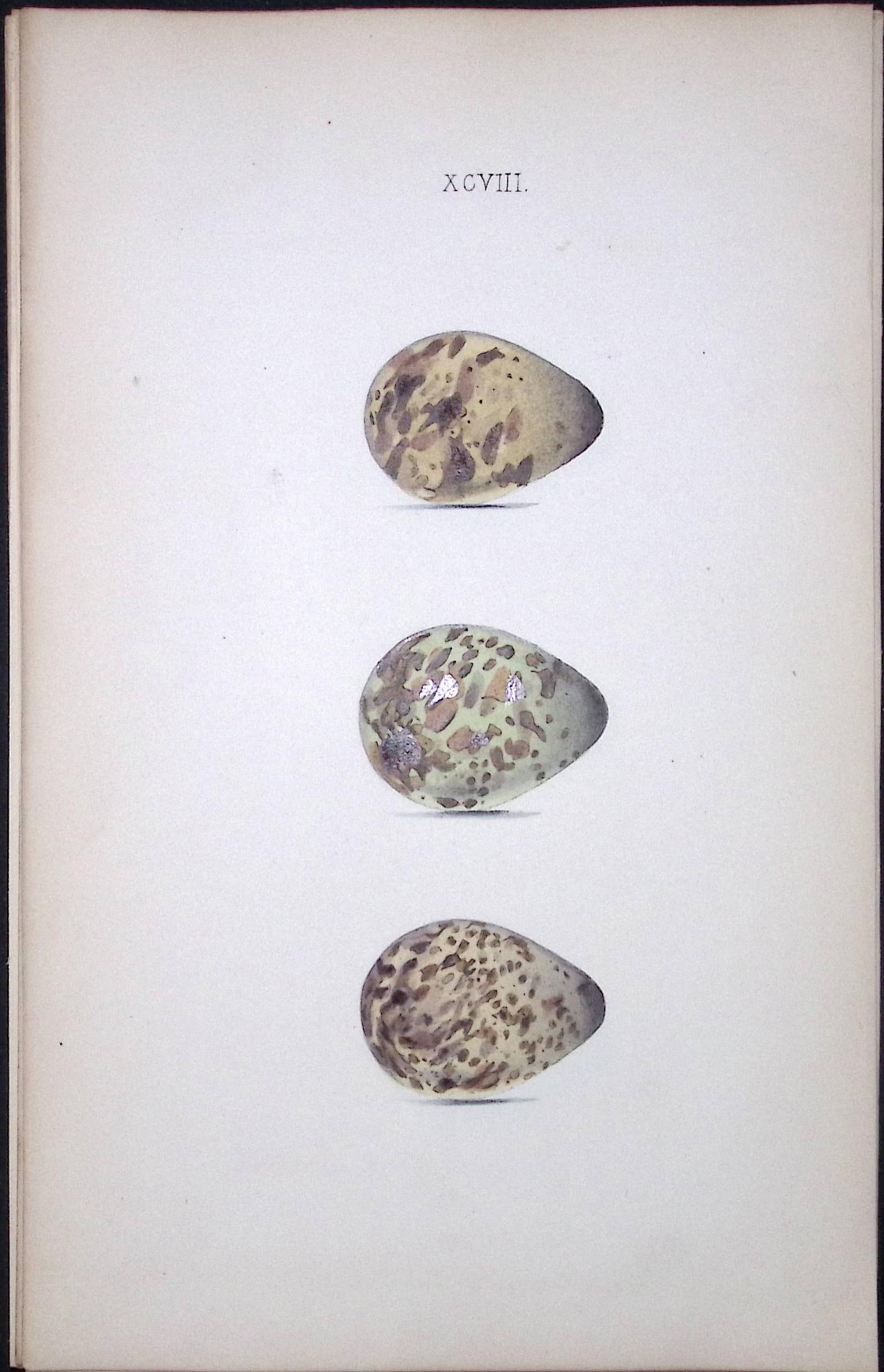 Common Snipe Species -William Hewitson Antique Nests & Eggs of British Birds Print-89: Title: Common Snipe Species -William Hewitson Antique Nests & Eggs of British Birds Print-89 Description: This Antique Print Was Removed From a 170 Years-Old Edition William Hewitson. 