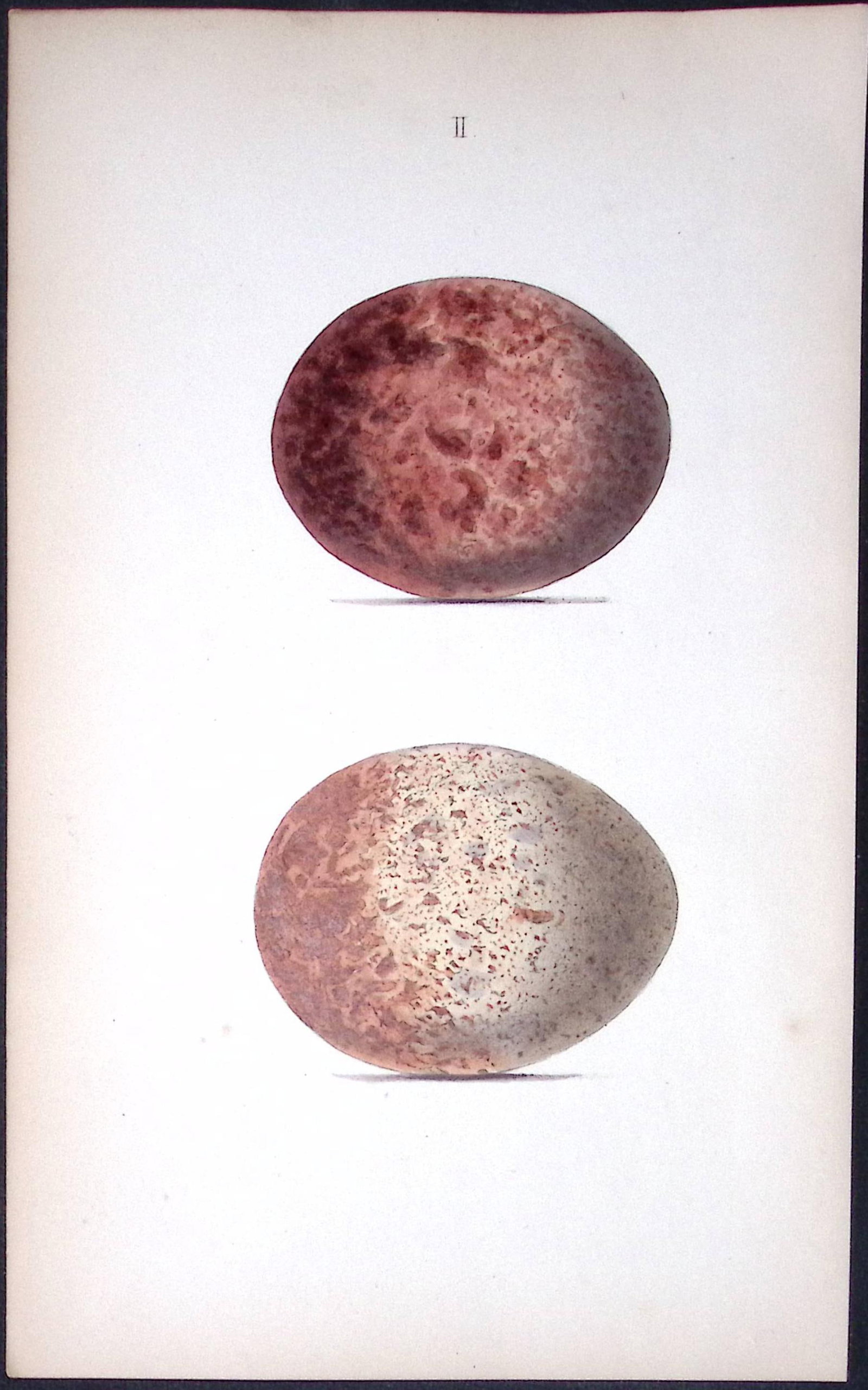 Lark Family William Hewitson Antique Nests & Eggs of British Birds Print-70: Title: Lark Family William Hewitson Antique Nests & Eggs of British Birds Print-70 Description: This Antique Print Was Removed From a 170 Years-Old Edition William Hewitson. Coloured