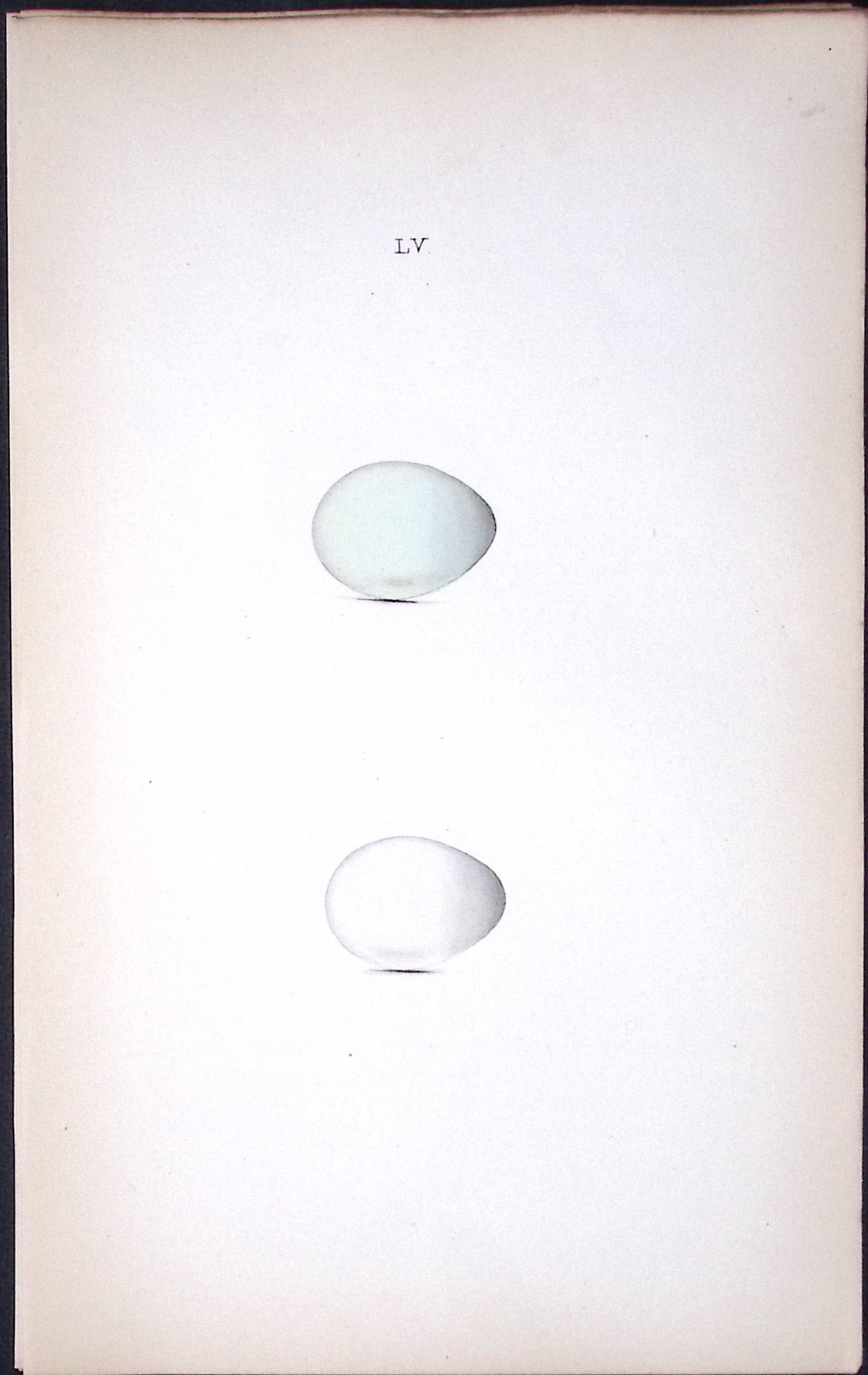 Starling William Hewitson Antique Nests & Eggs of British Birds Print-57 (1 of 1)