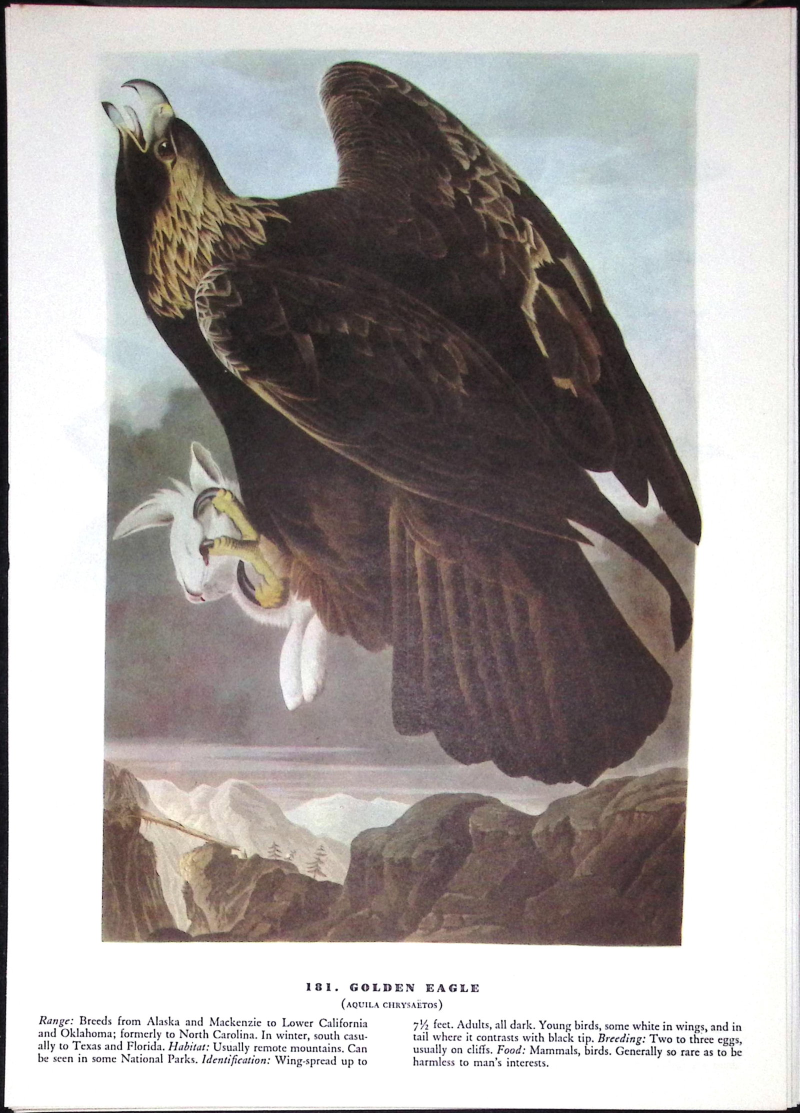 Job-Lot John James Audubon Birds of America 72-Year-Old Coloured Book Plates-17 - 2