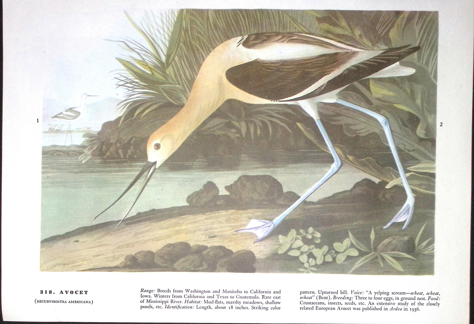 Job-Lot John James Audubon Birds of America 72-Year-Old Coloured Book Plates-17 - 3