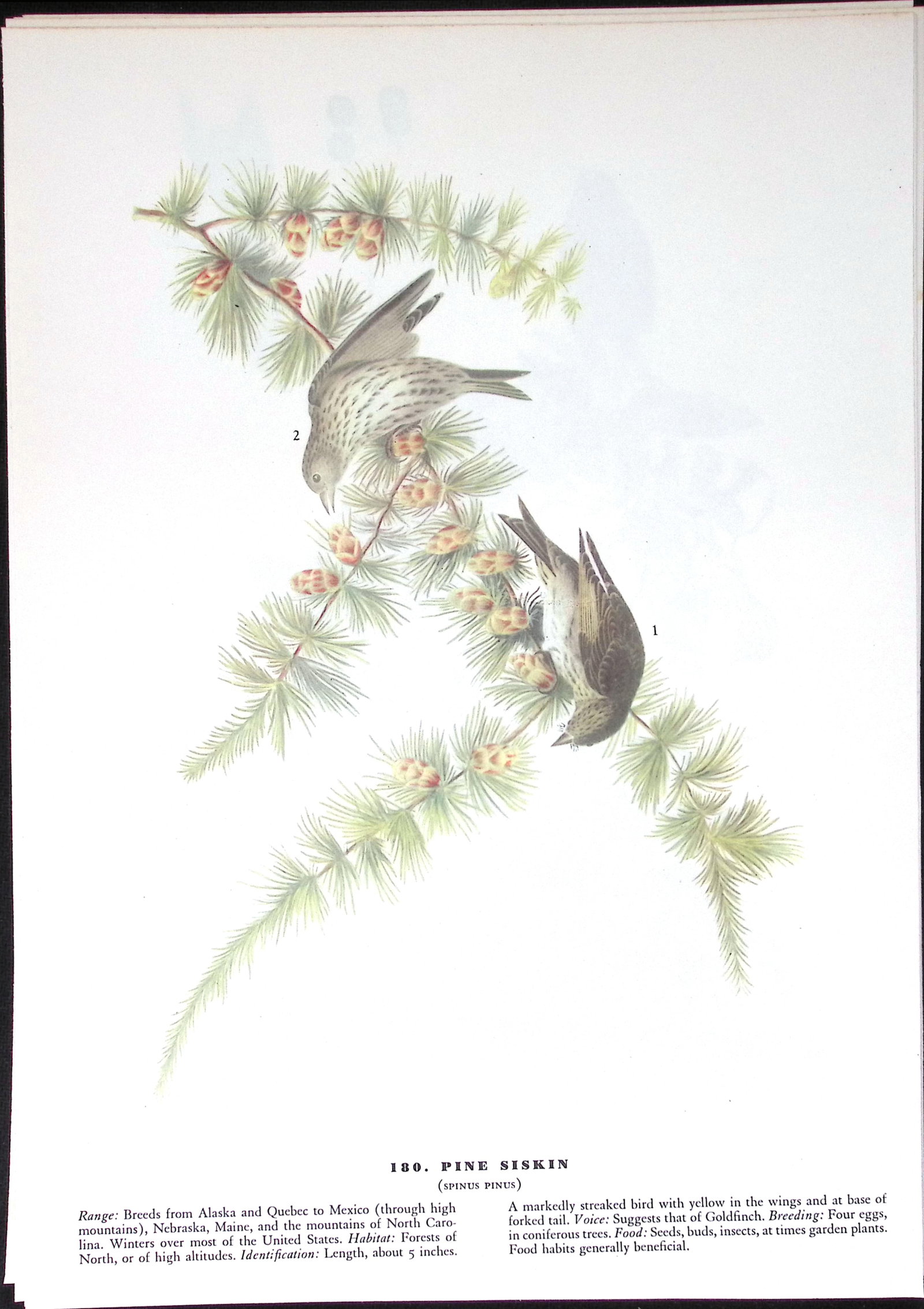 Job-Lot John James Audubon Birds of America 72-Year-Old Coloured Book Plates-17 - 4