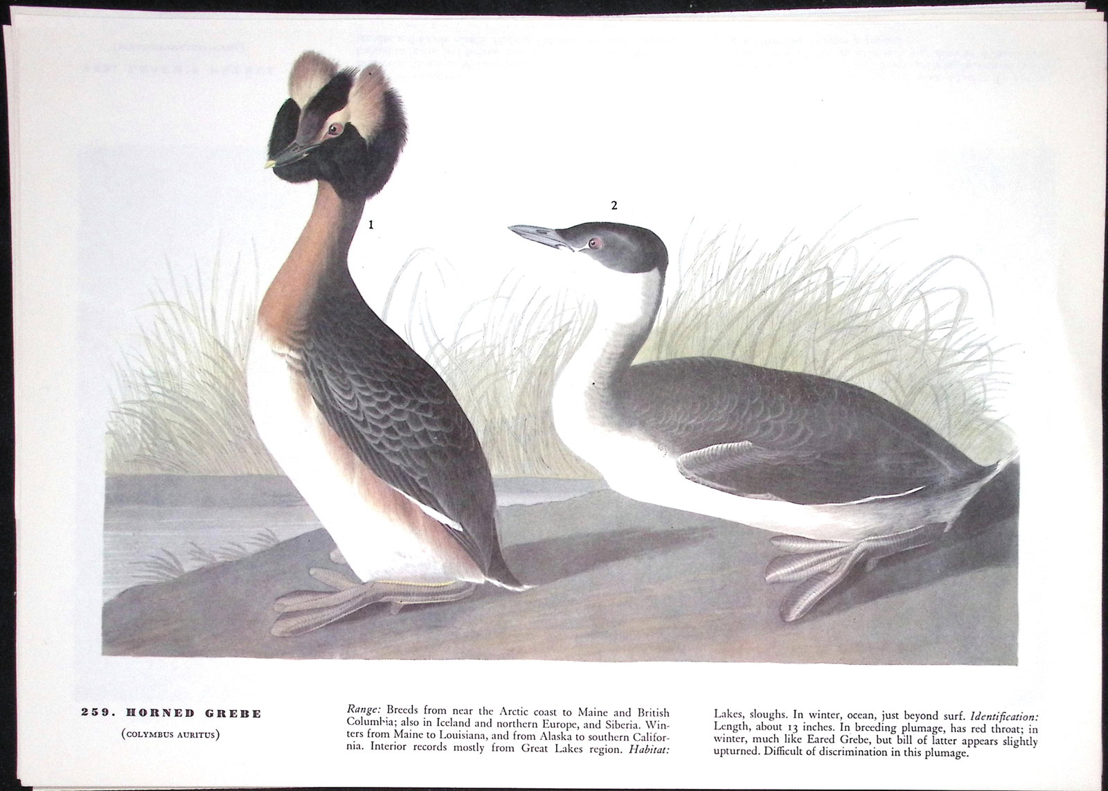 Job-Lot John James Audubon Birds of America 72-Year-Old Coloured Book Plates-17 - 5