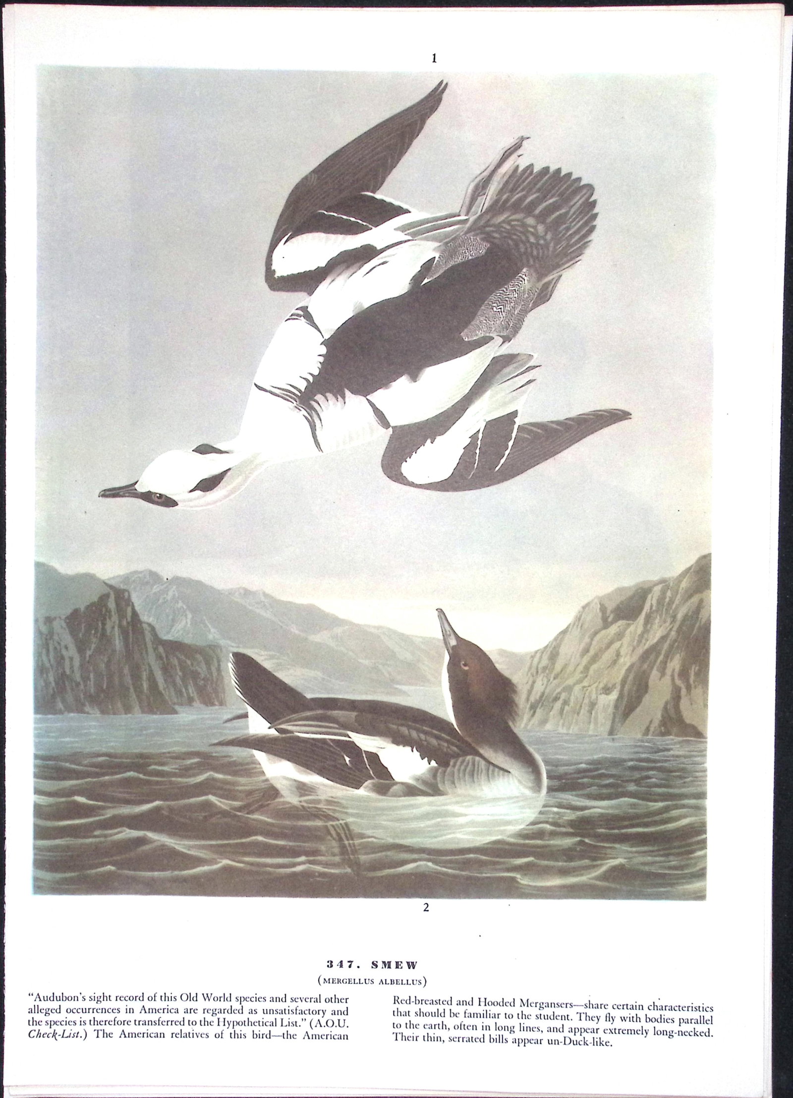 Job-Lot John James Audubon Birds of America 72-Year-Old Coloured Book Plates-17 - 6