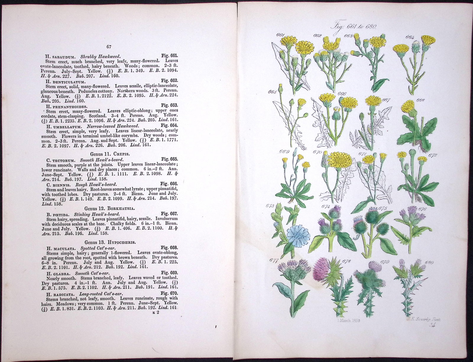 Job Lot British Wild-Flowers John Sowerby Antique Engraved Prints with Hand Colouring-1. - 10