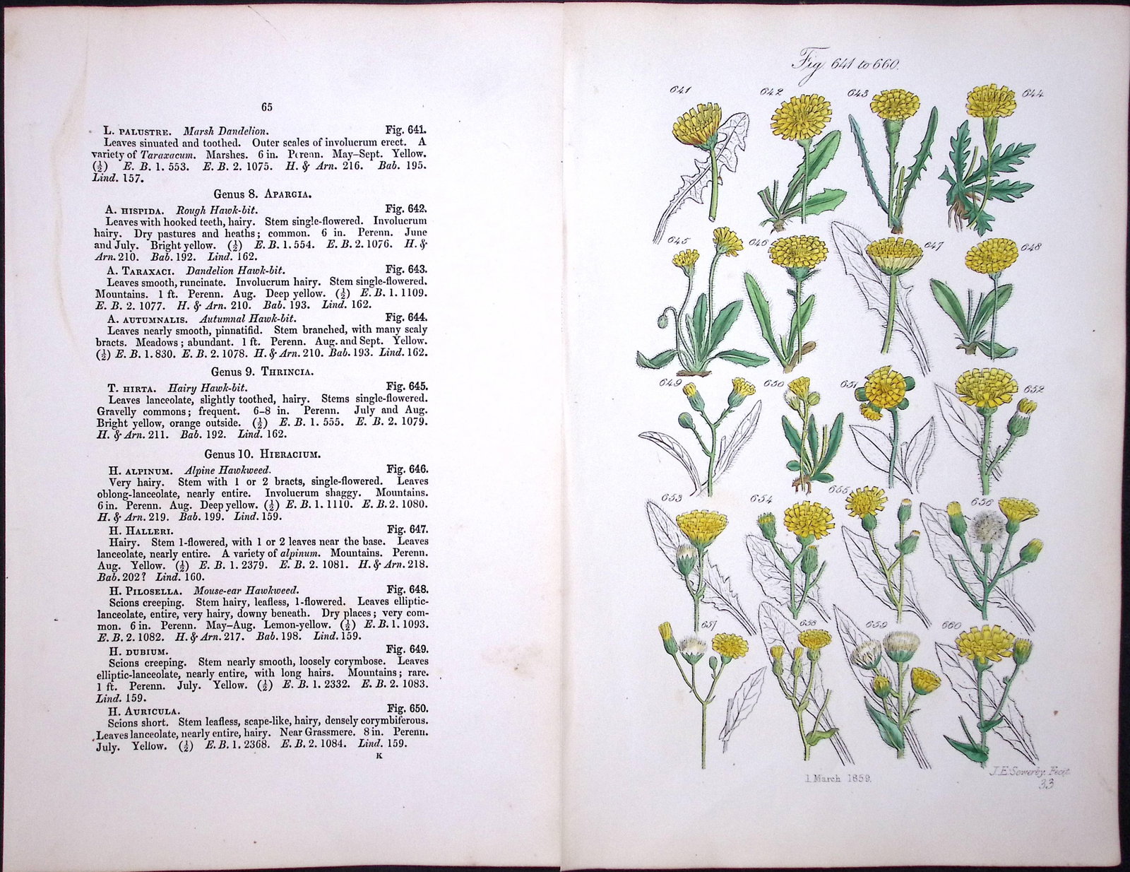 Job Lot British Wild-Flowers John Sowerby Antique Engraved Prints with Hand Colouring-1. - 11