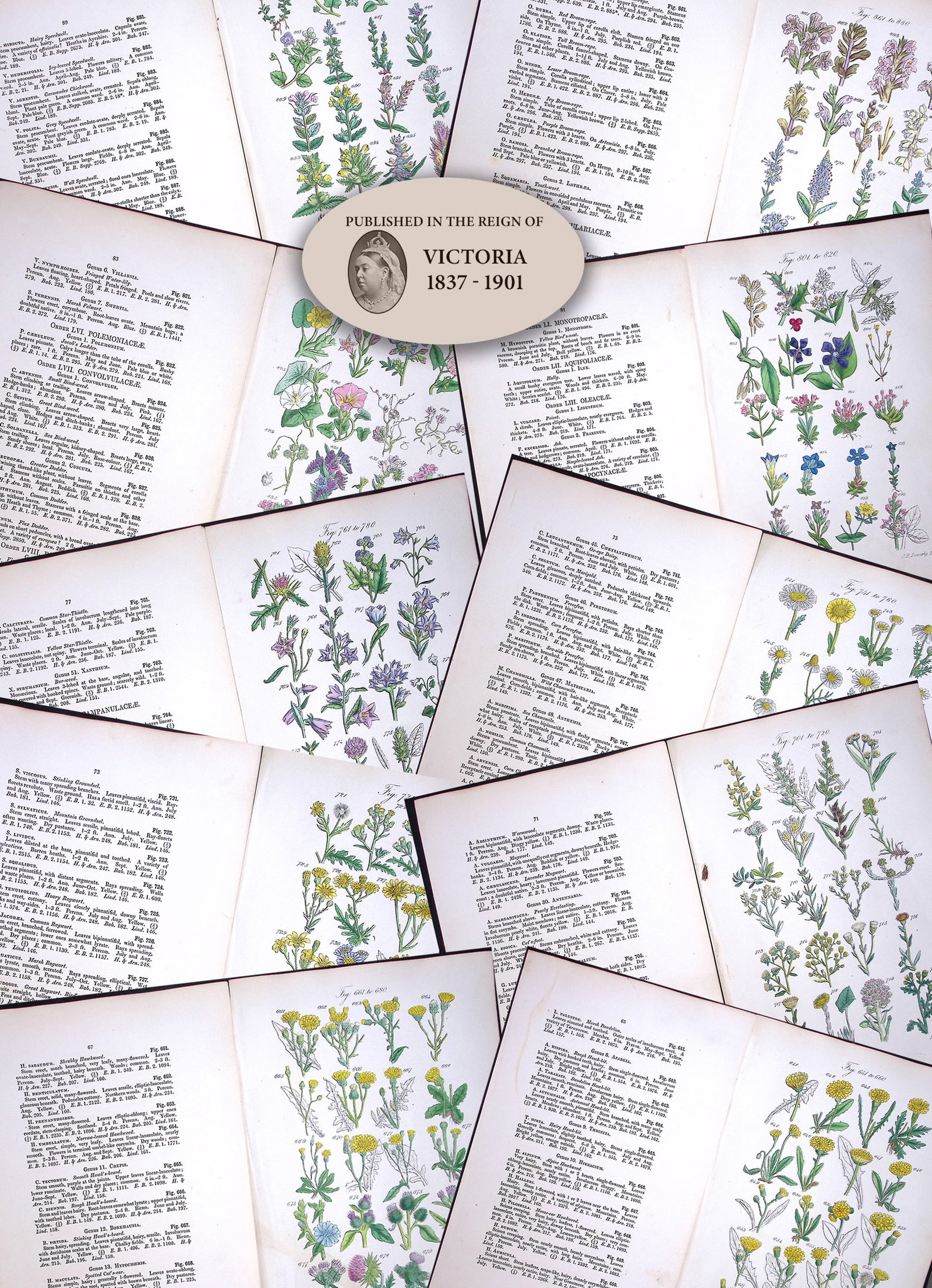 Job Lot British Wild-Flowers John Sowerby Antique Engraved Prints with Hand Colouring-1.: Title: Job Lot British Wild-Flowers John Sowerby Antique Engraved Prints with Hand Colouring-1. Description: This Beautiful Collection of Antique Engraved Illustrations.