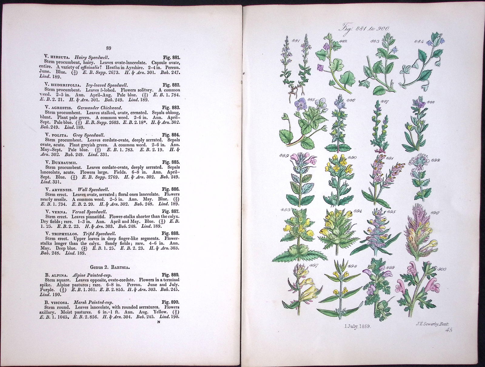 Job Lot British Wild-Flowers John Sowerby Antique Engraved Prints with Hand Colouring-1. - 2