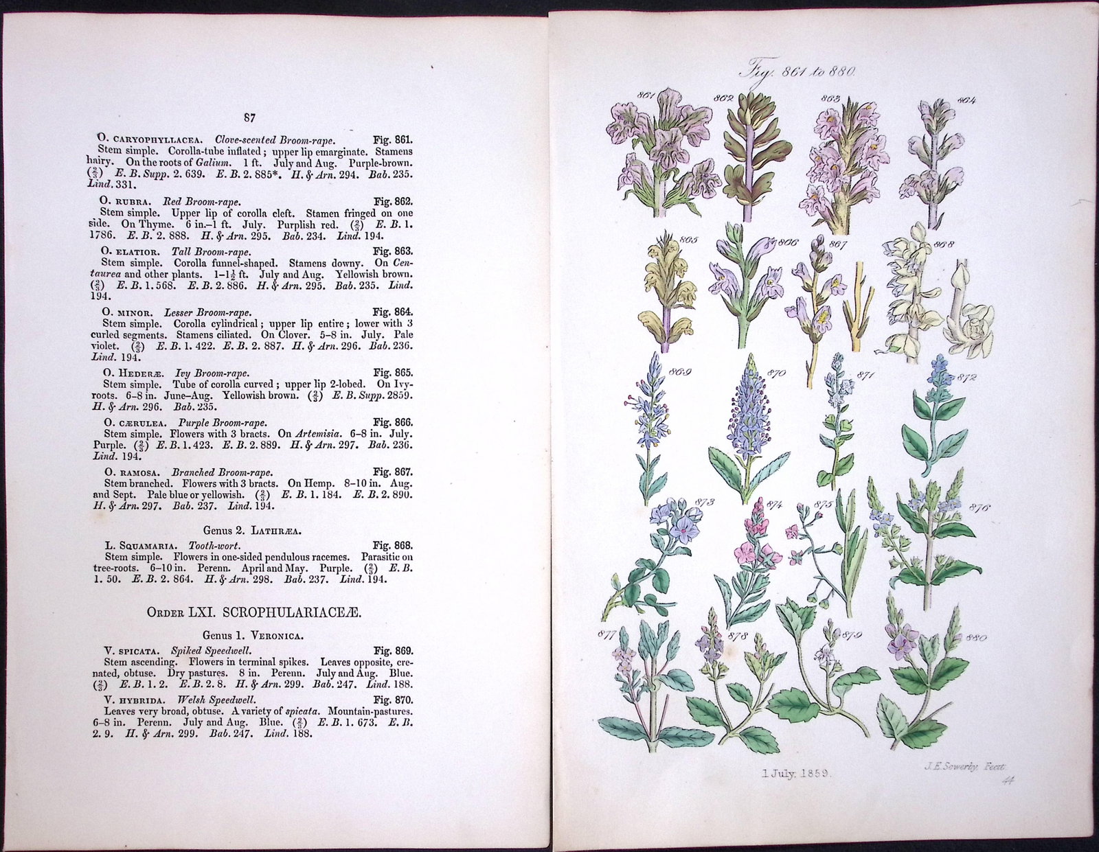Job Lot British Wild-Flowers John Sowerby Antique Engraved Prints with Hand Colouring-1. - 3