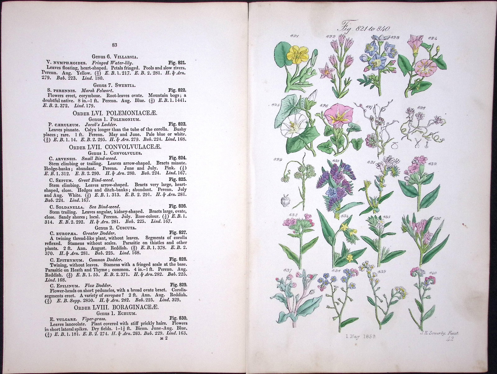 Job Lot British Wild-Flowers John Sowerby Antique Engraved Prints with Hand Colouring-1. - 4