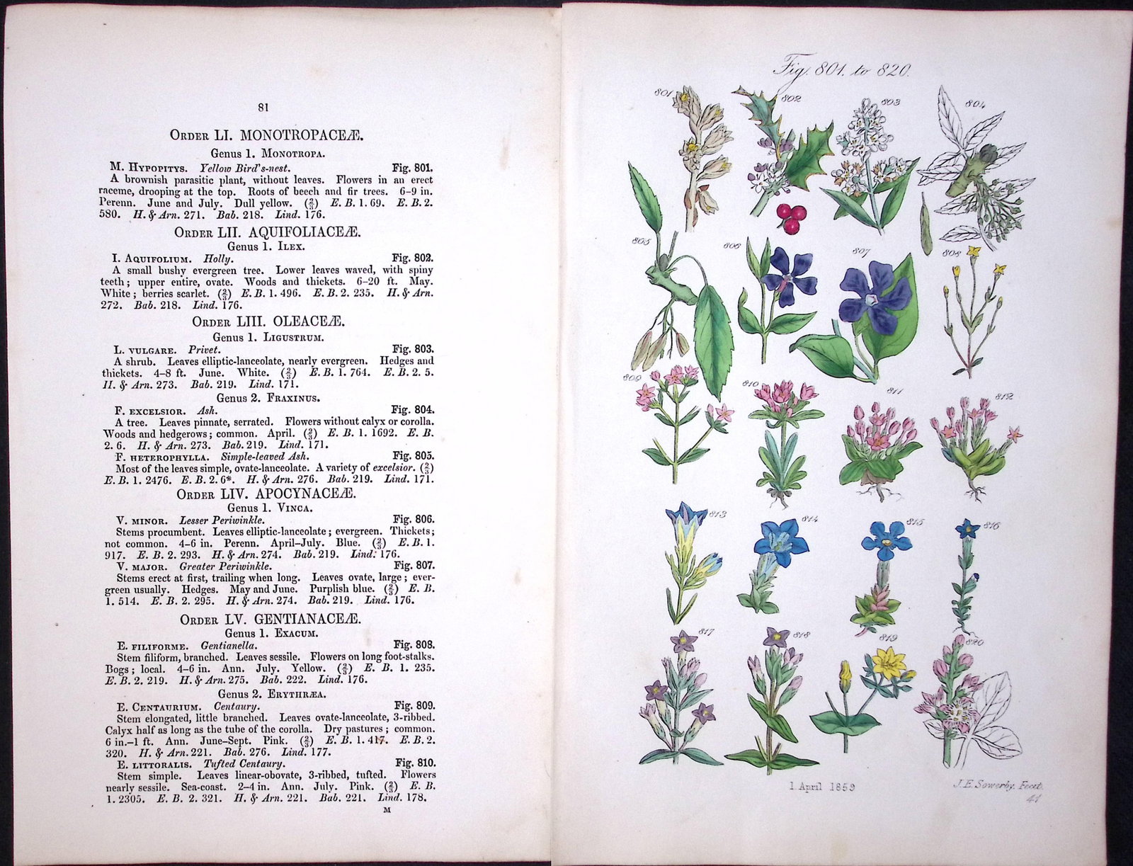 Job Lot British Wild-Flowers John Sowerby Antique Engraved Prints with Hand Colouring-1. - 5
