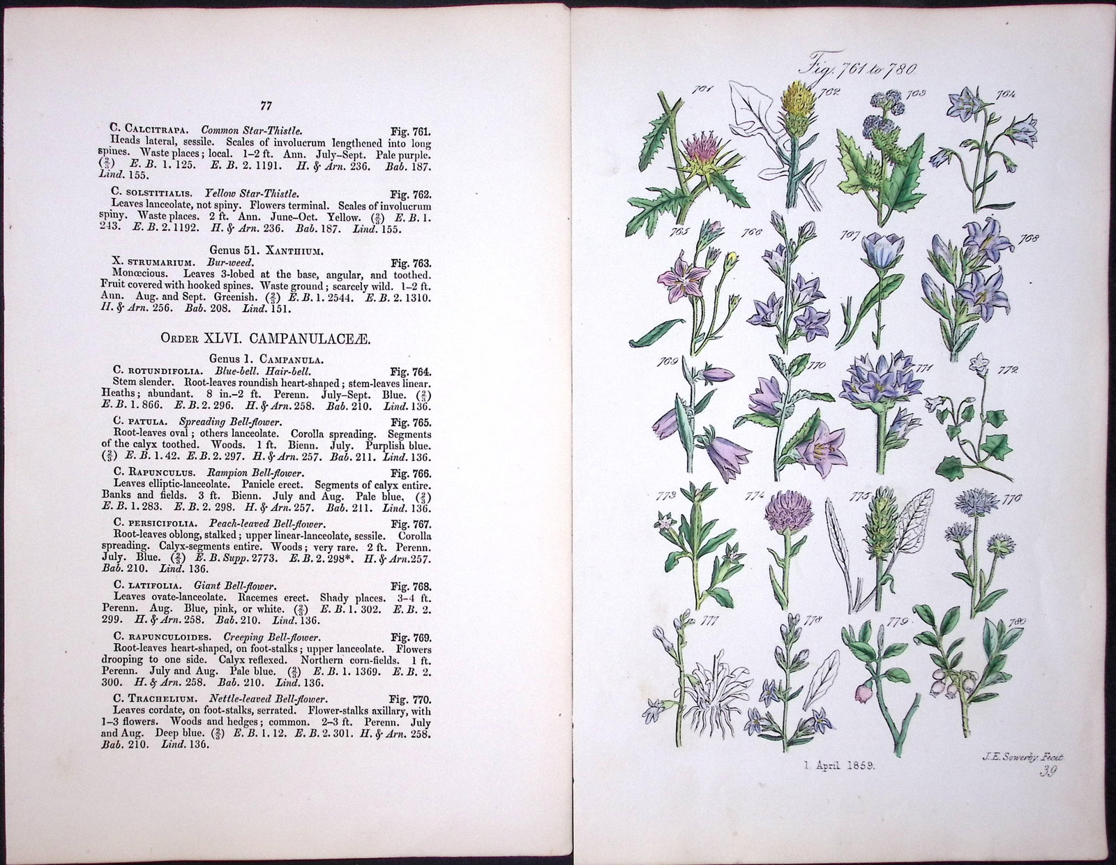 Job Lot British Wild-Flowers John Sowerby Antique Engraved Prints with Hand Colouring-1. - 6
