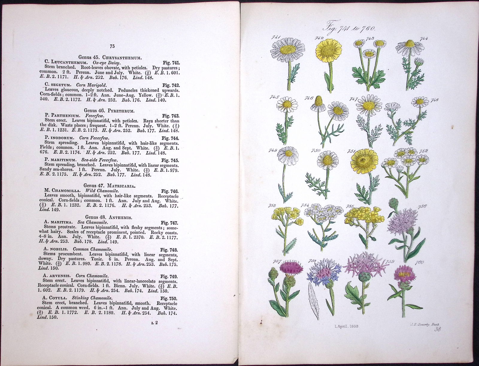 Job Lot British Wild-Flowers John Sowerby Antique Engraved Prints with Hand Colouring-1. - 7