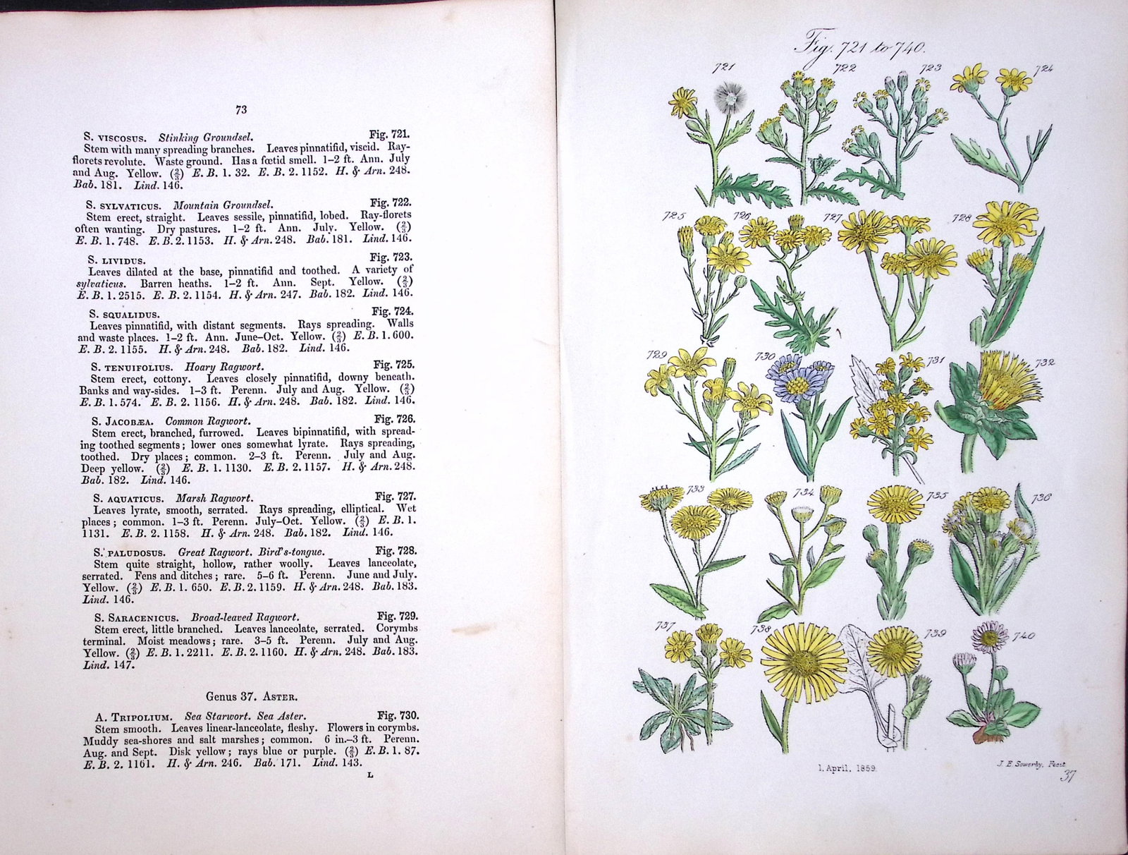 Job Lot British Wild-Flowers John Sowerby Antique Engraved Prints with Hand Colouring-1. - 8