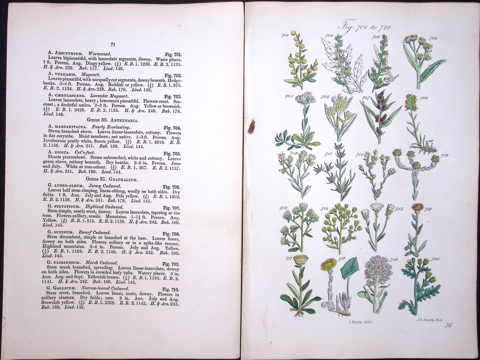 Job Lot British Wild-Flowers John Sowerby Antique Engraved Prints with Hand Colouring-1. - 9